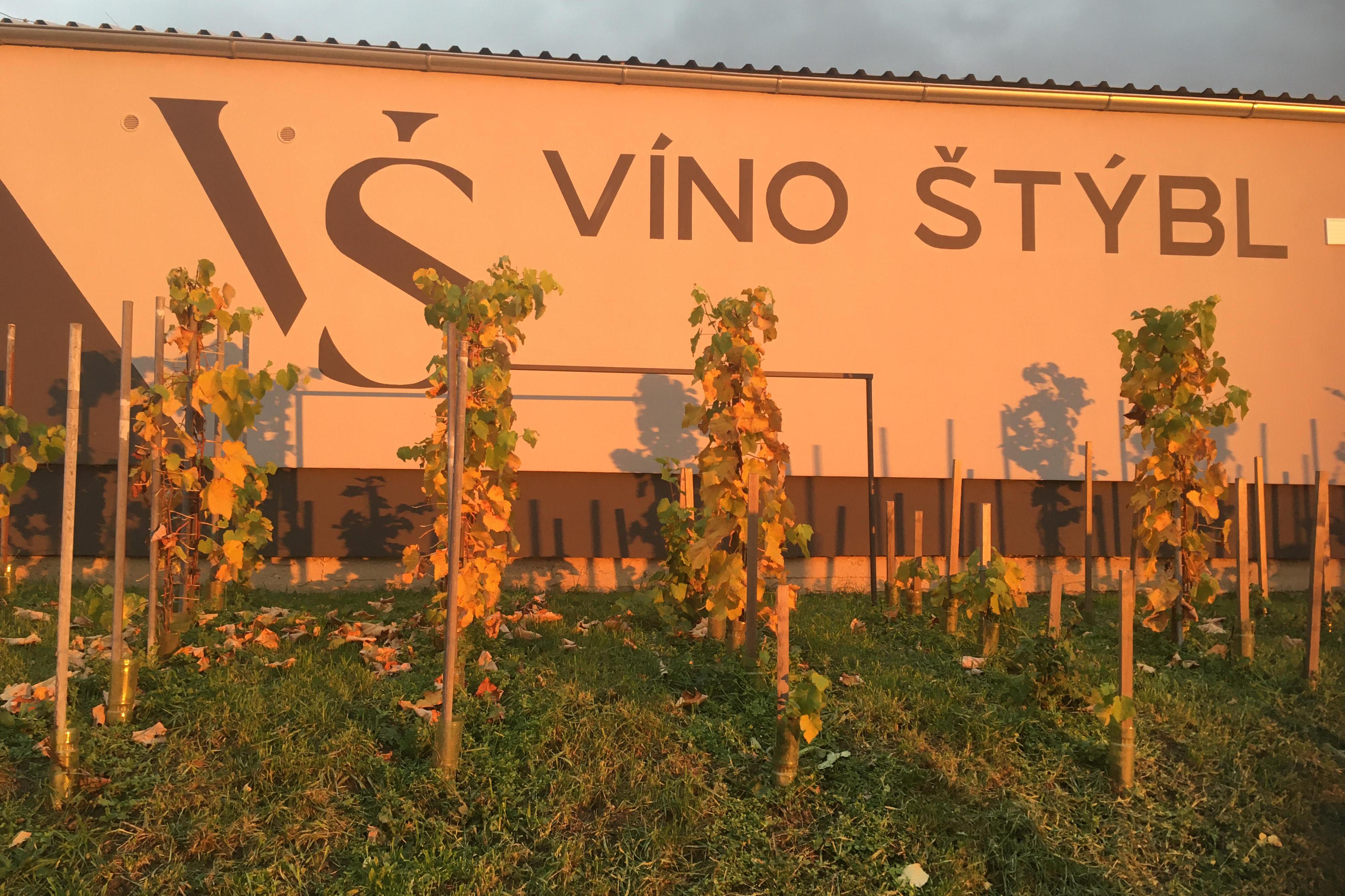 Marek Štýbl - vinařství Vitis Moravia