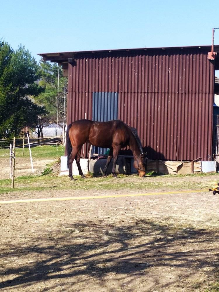 Chov a výcvik koní Petr Kub foto 2