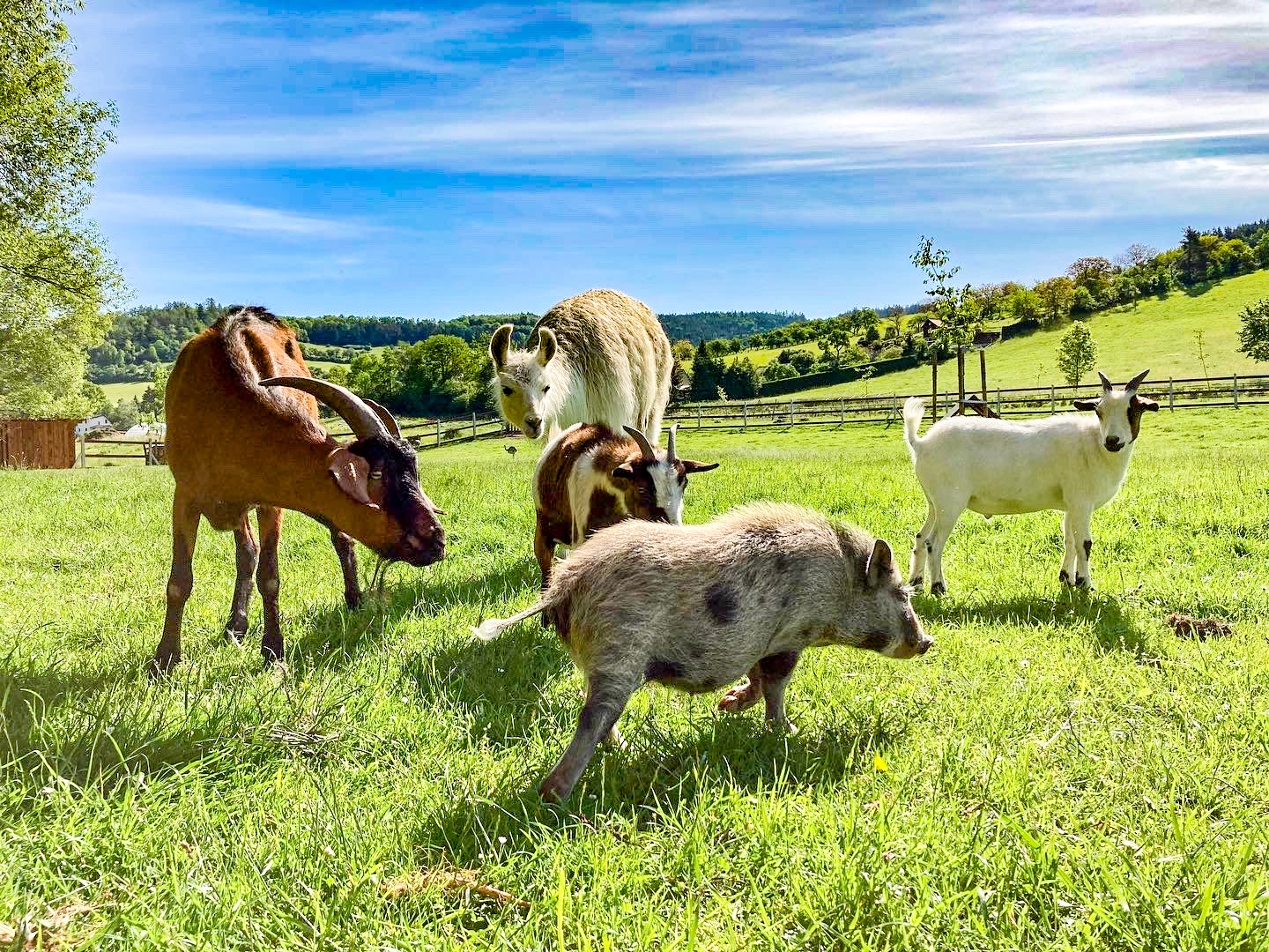 Pastvina: Jedlý park a Minizoo
