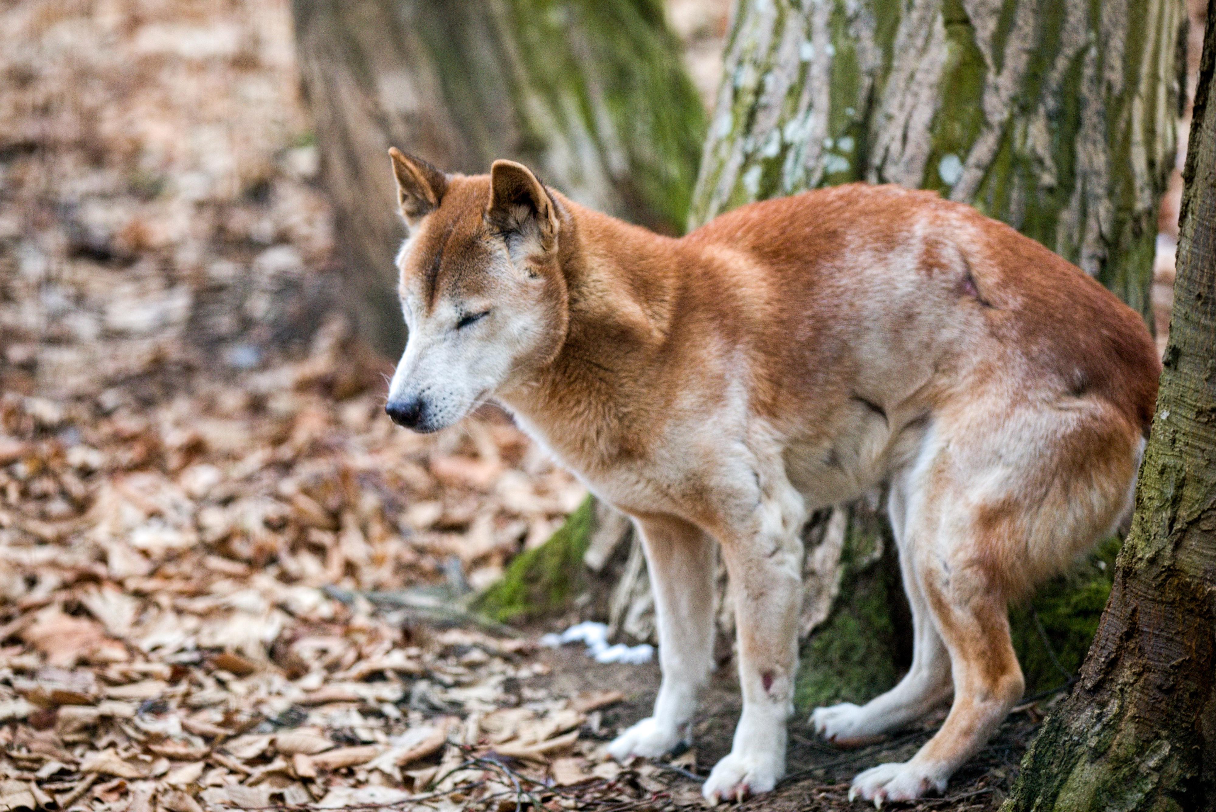 Zoo a zámek Zlín - Lešná foto 6