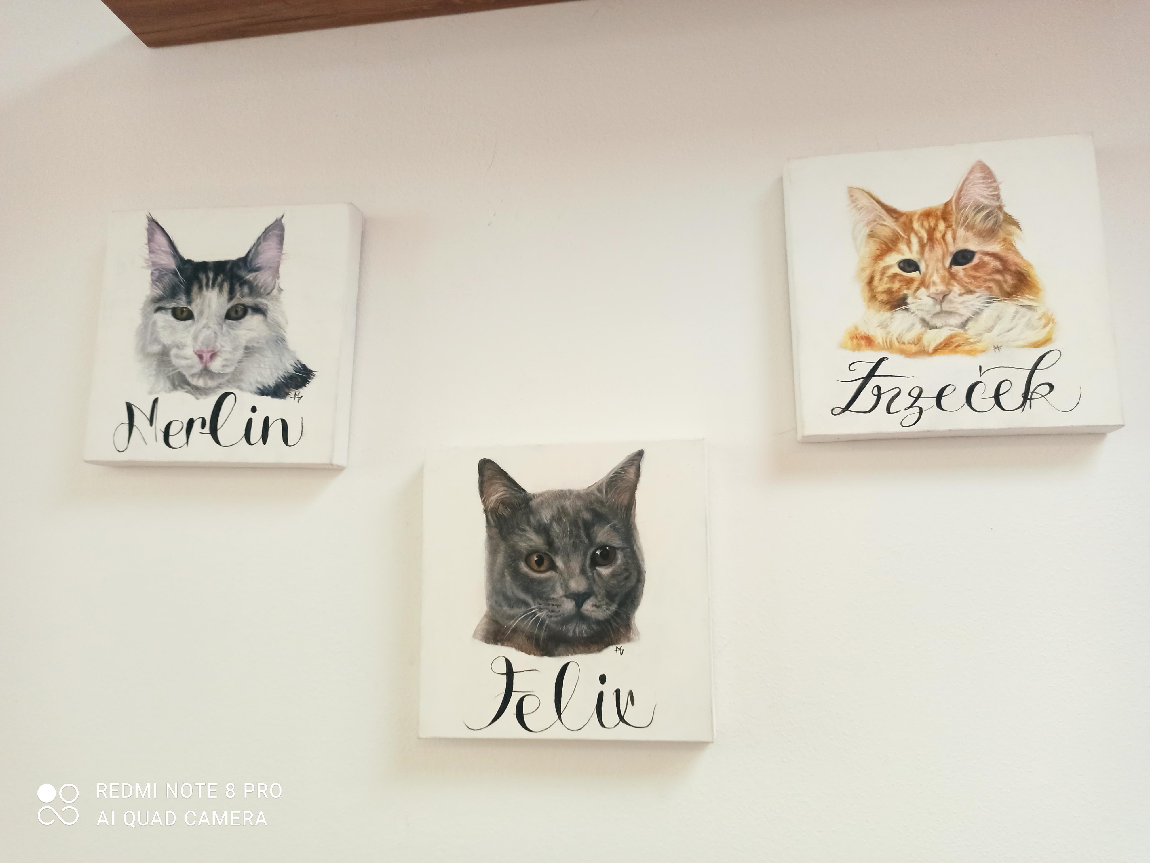 Kavárna svět koček foto 5