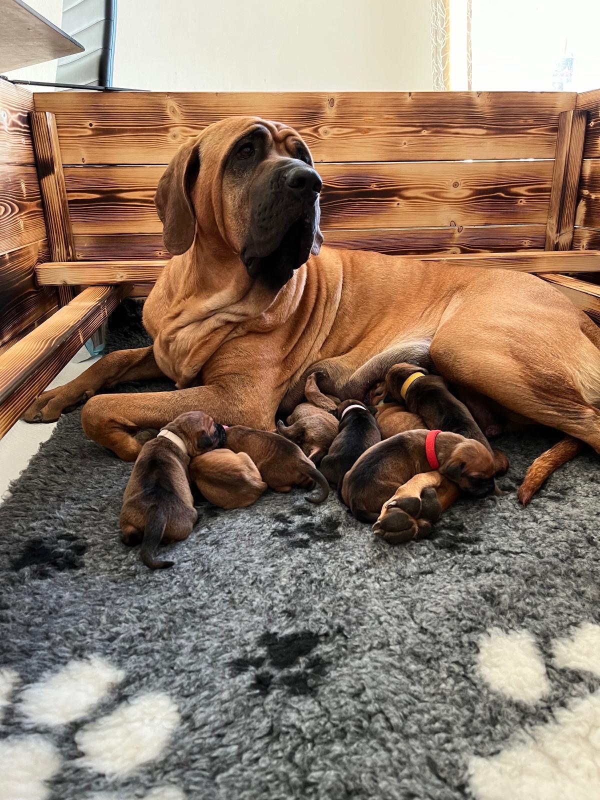 Kamino Inu, chovatelská stanice Tosa Inu foto 5
