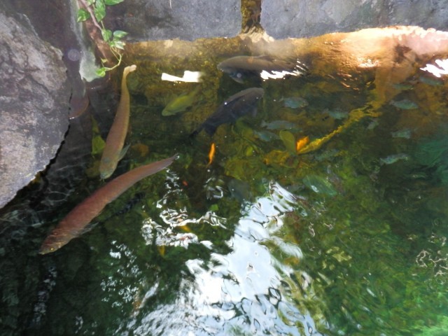 Obří akvárium foto 4