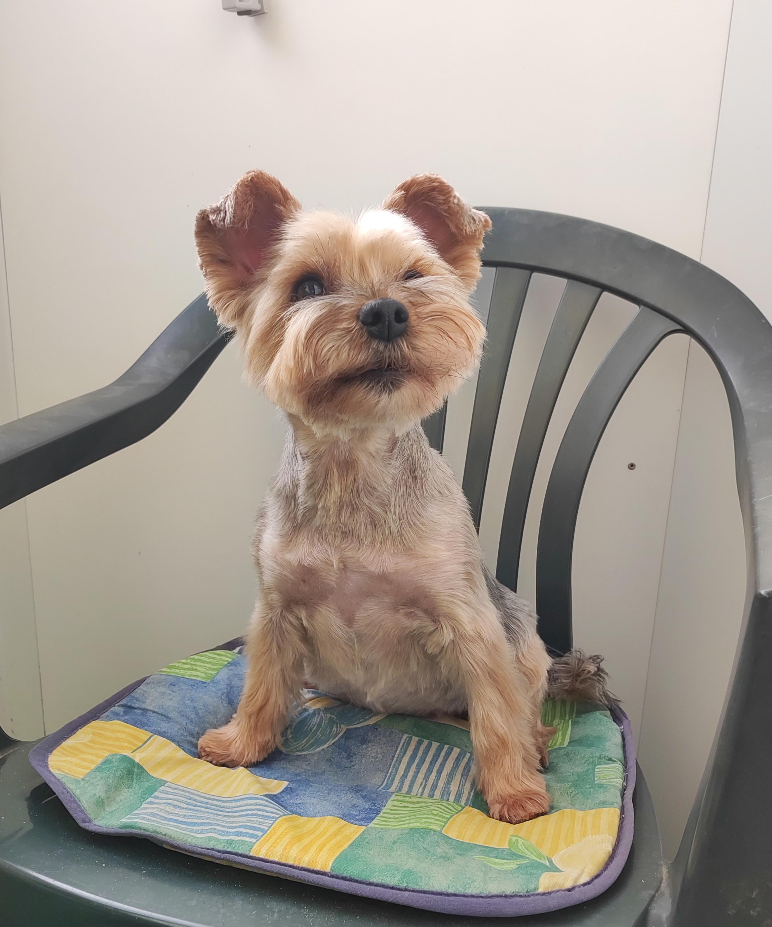 Psí salon - Helena Zajícová foto 2