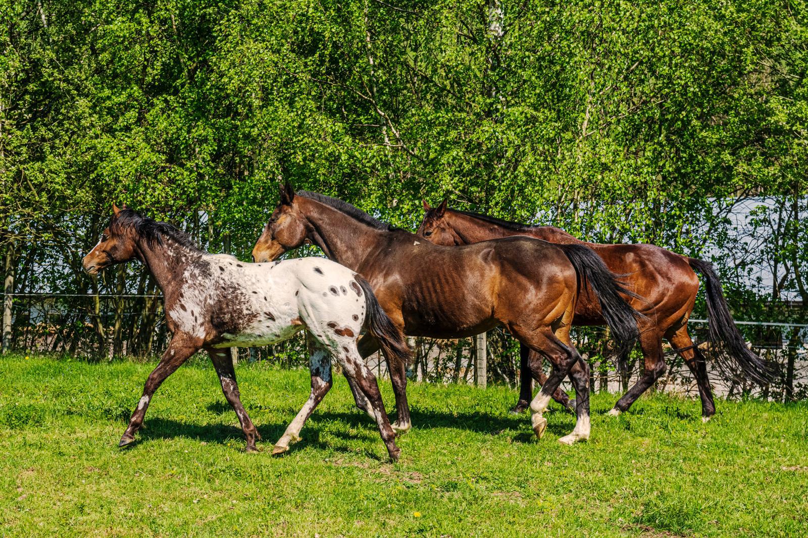 Ranch Pudřenka foto 6
