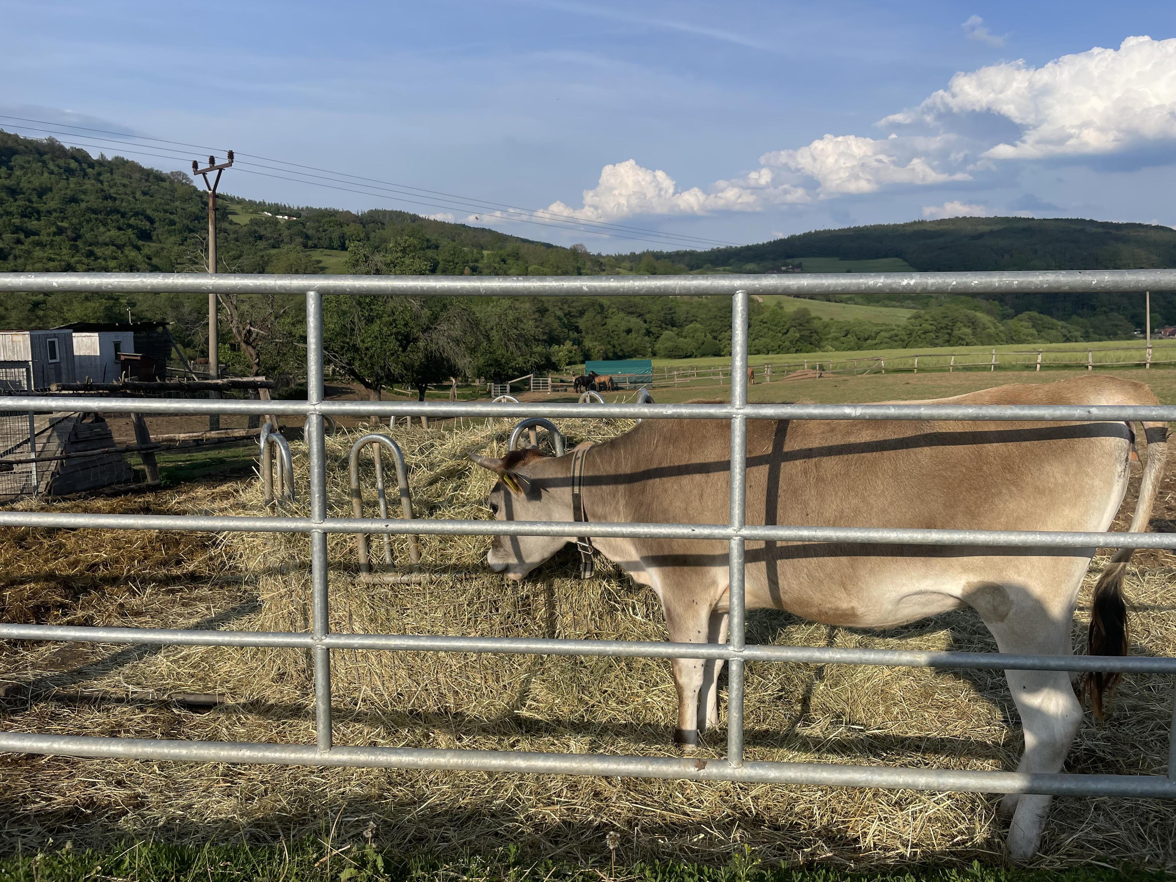 Farma U Dvou pštrosů foto 2