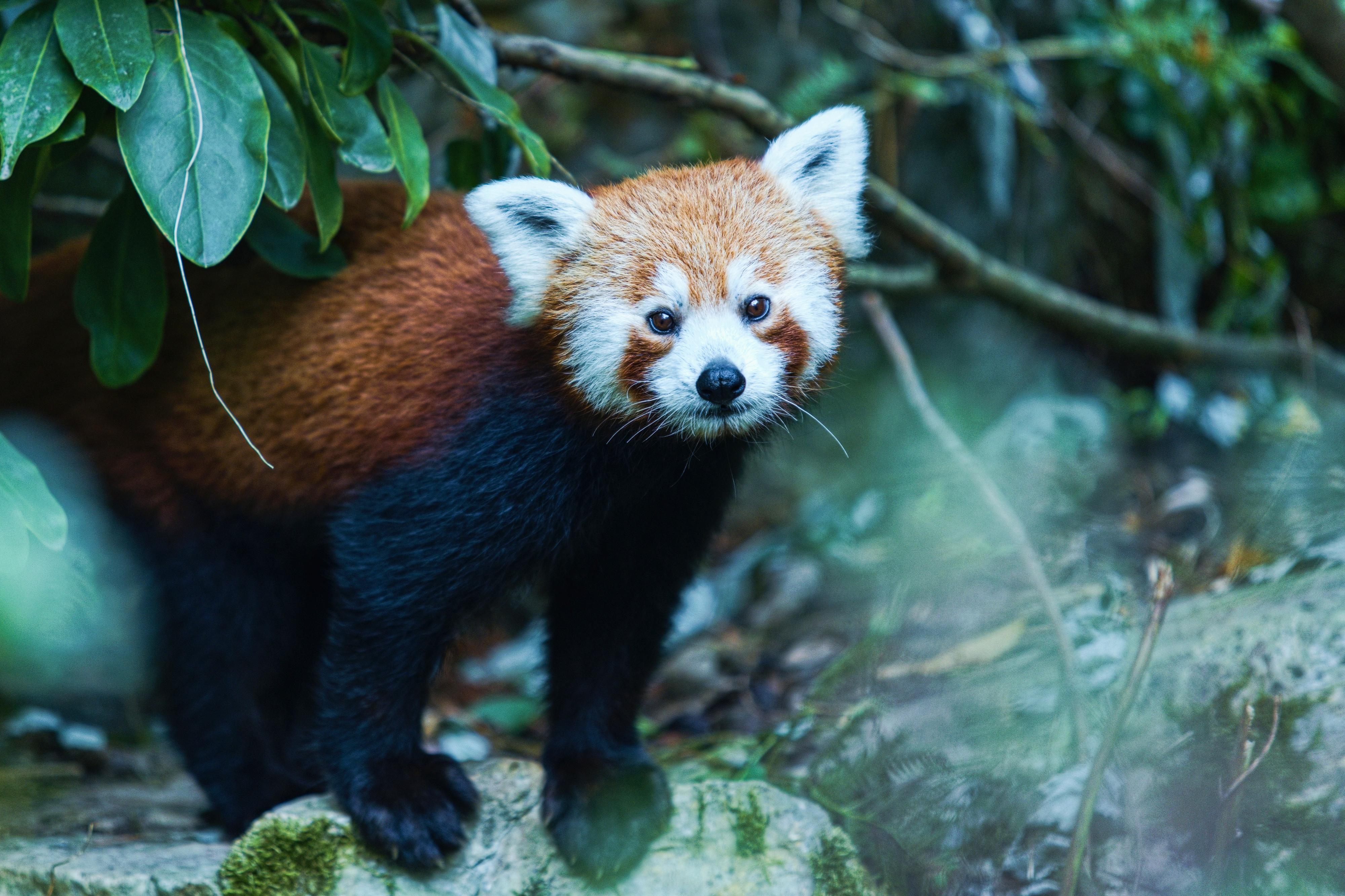 Zoo a zámek Zlín - Lešná foto 6