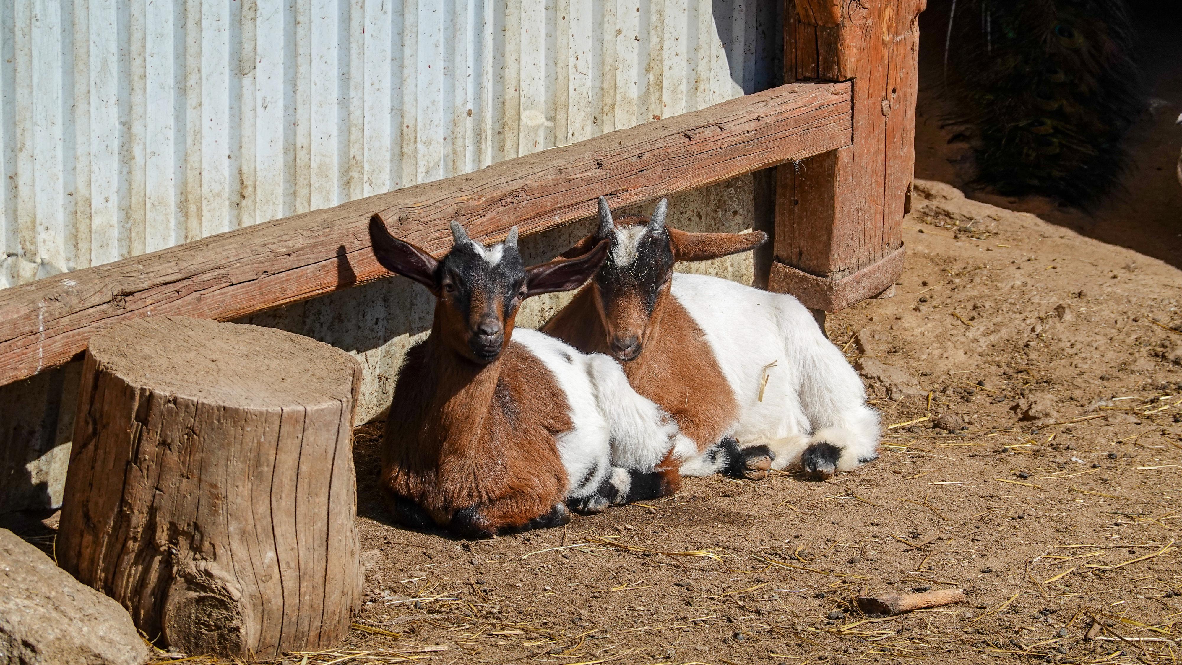 Rodinný Zookoutek Nová Říše z.s. foto 3