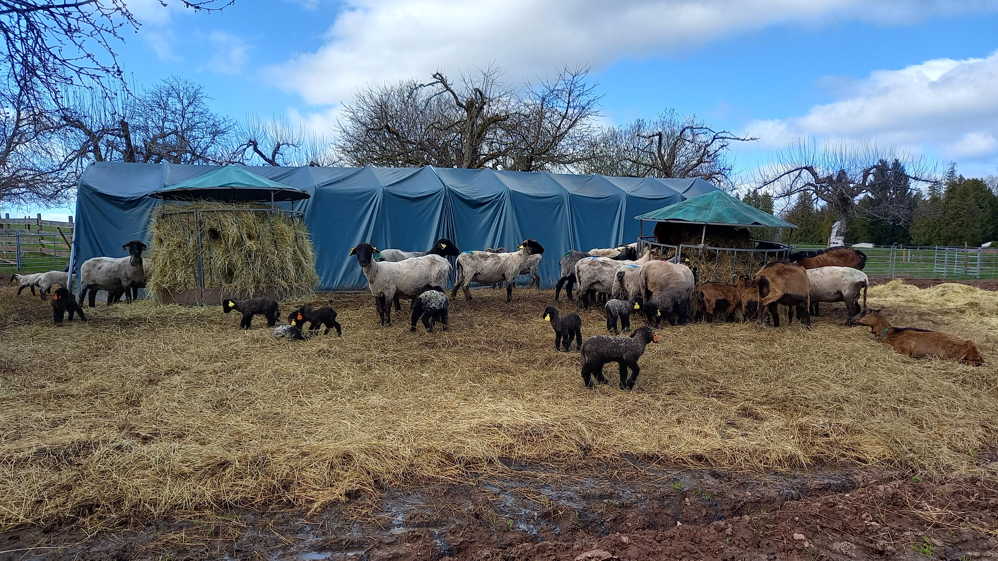 Ubytování Farma U sv. Jakuba foto 5