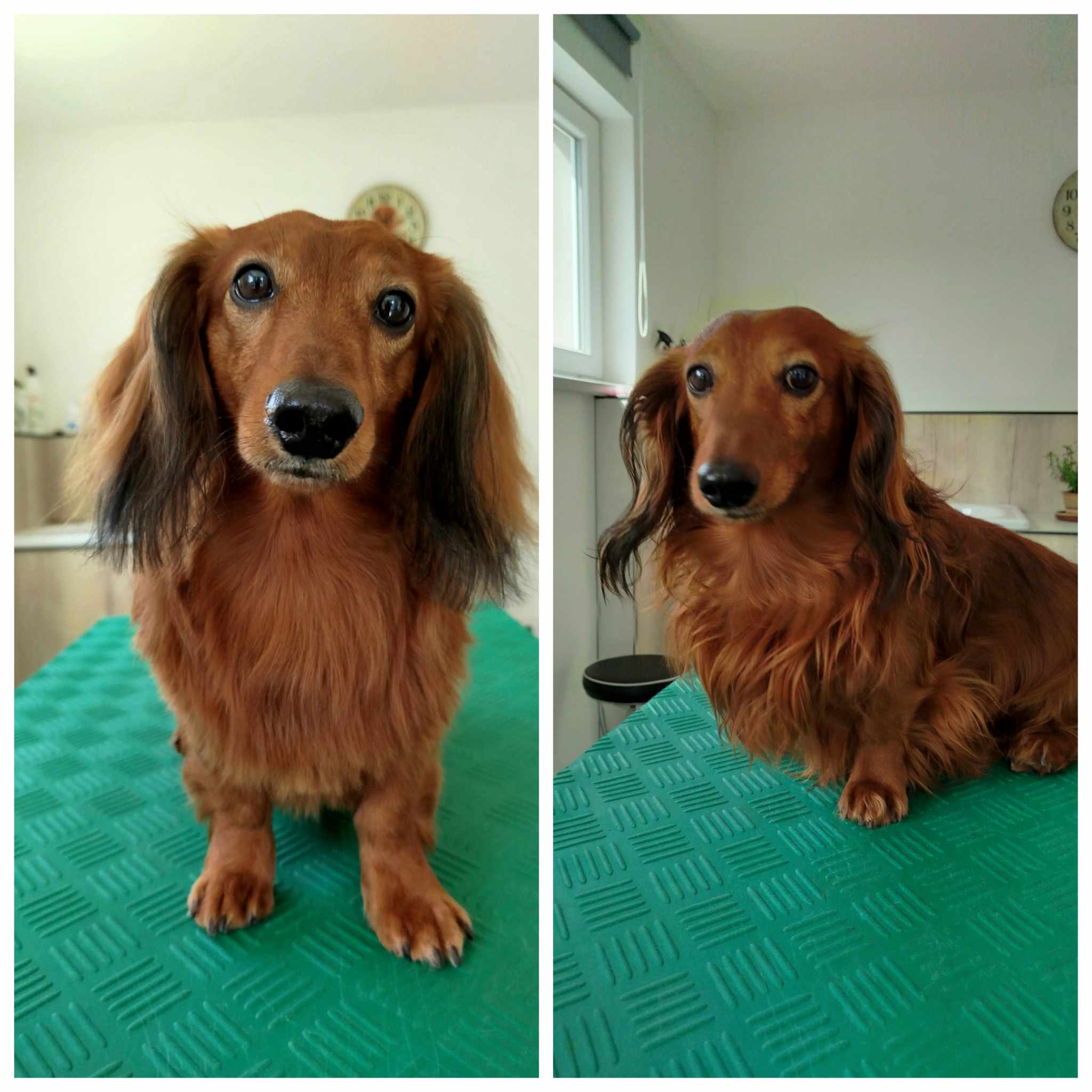 Psí salon Šmudlik foto 5