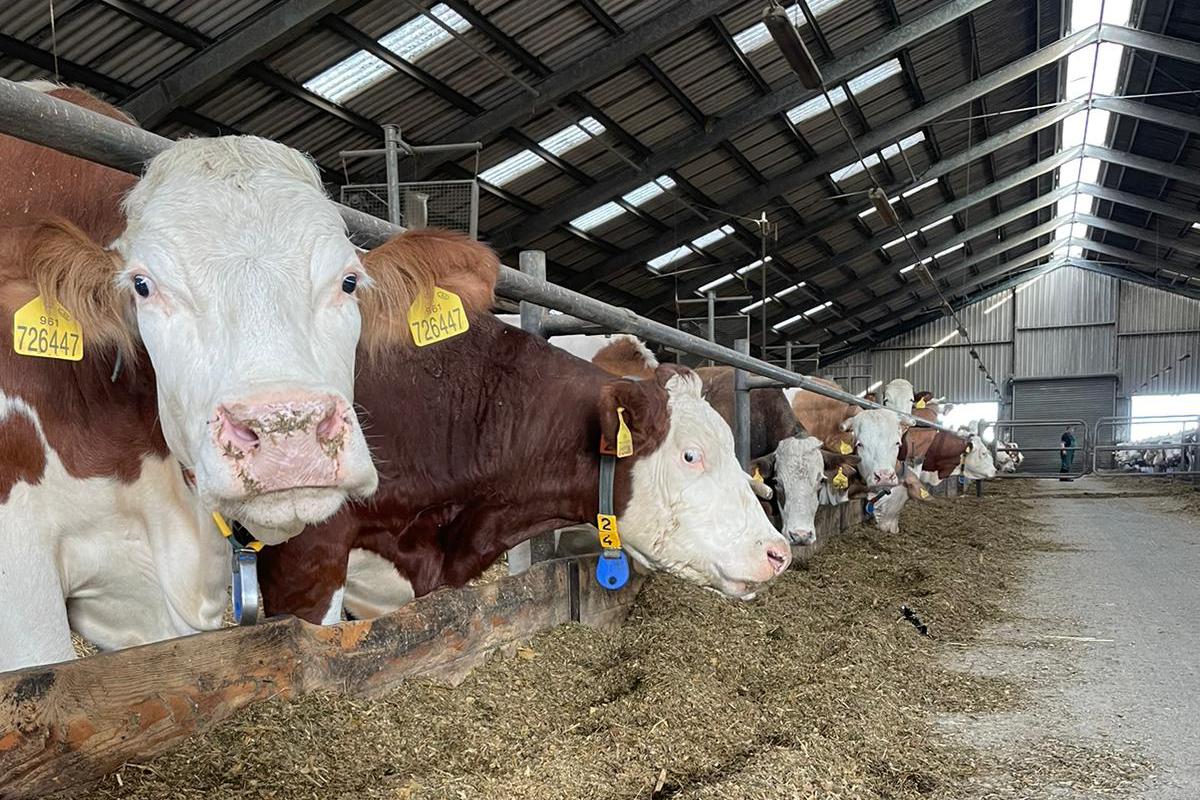 Zemědělské družstvo Kožichovice, družstvo, družstvo