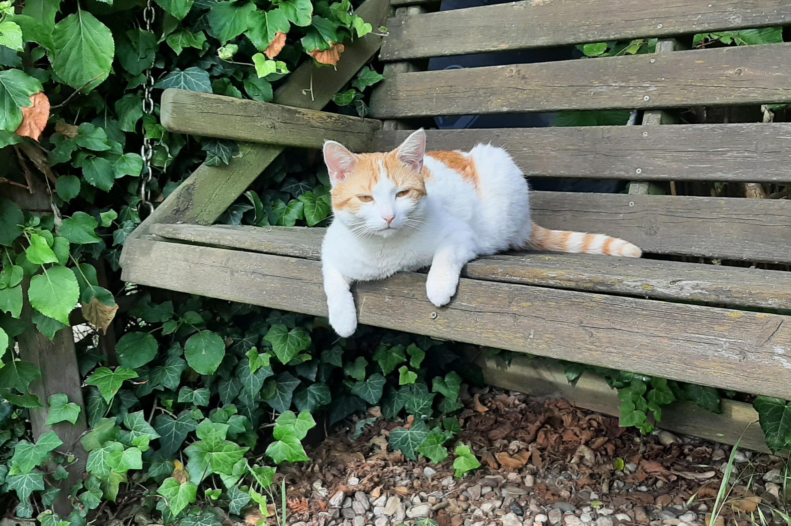 Kočičí chůva Hradec Králové