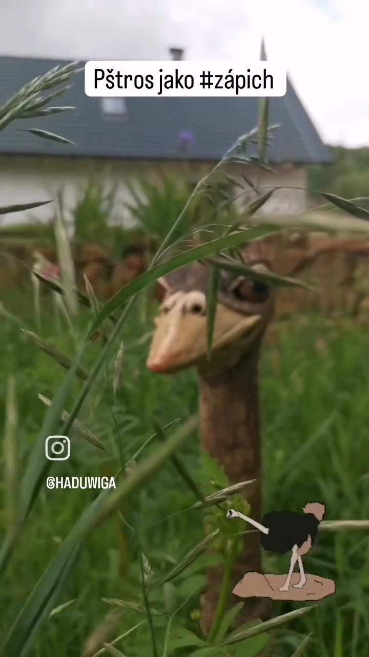 Haduwiga* foto 2 (náhled videa)