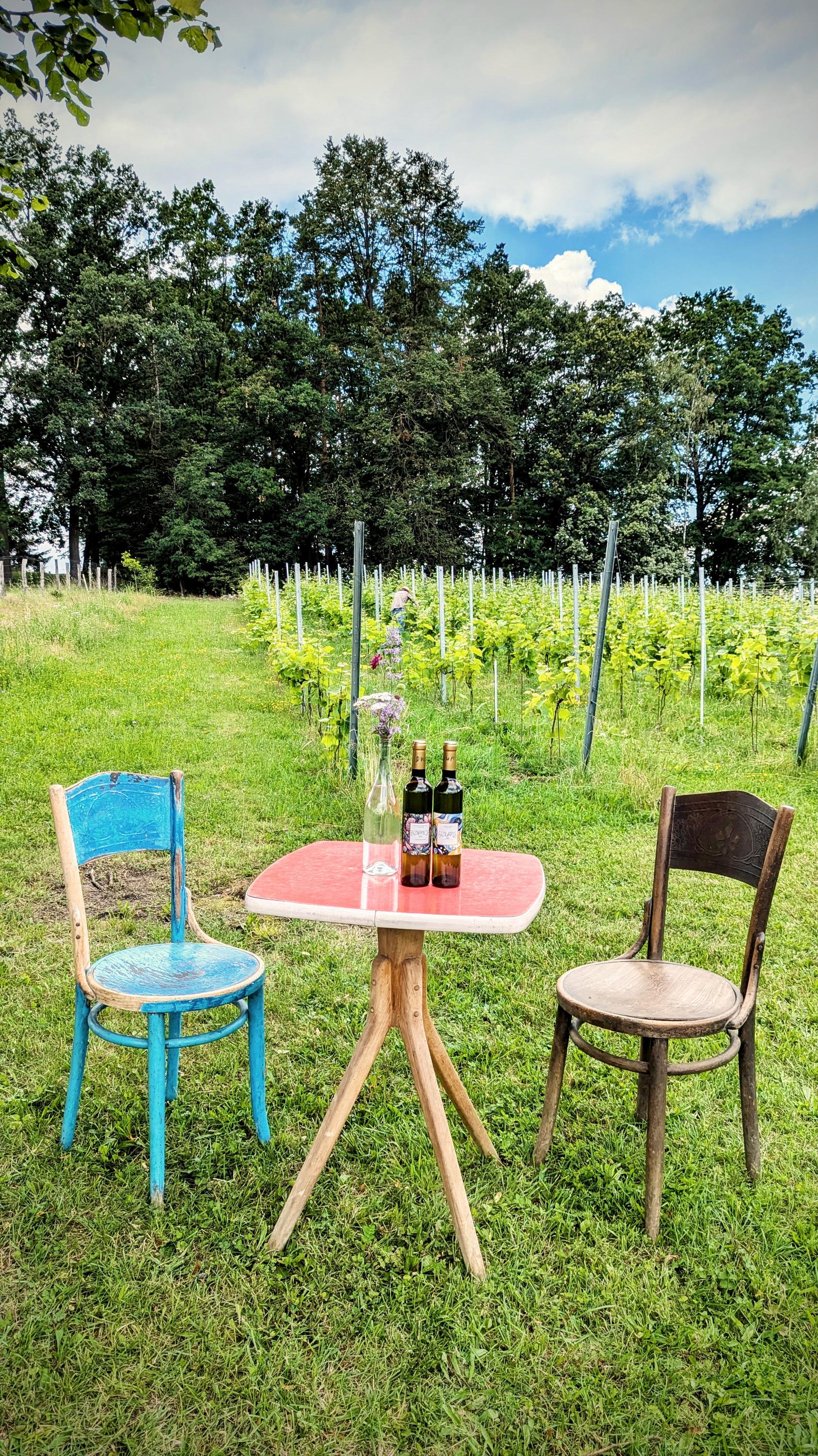 Zahrada s vinicí foto 6