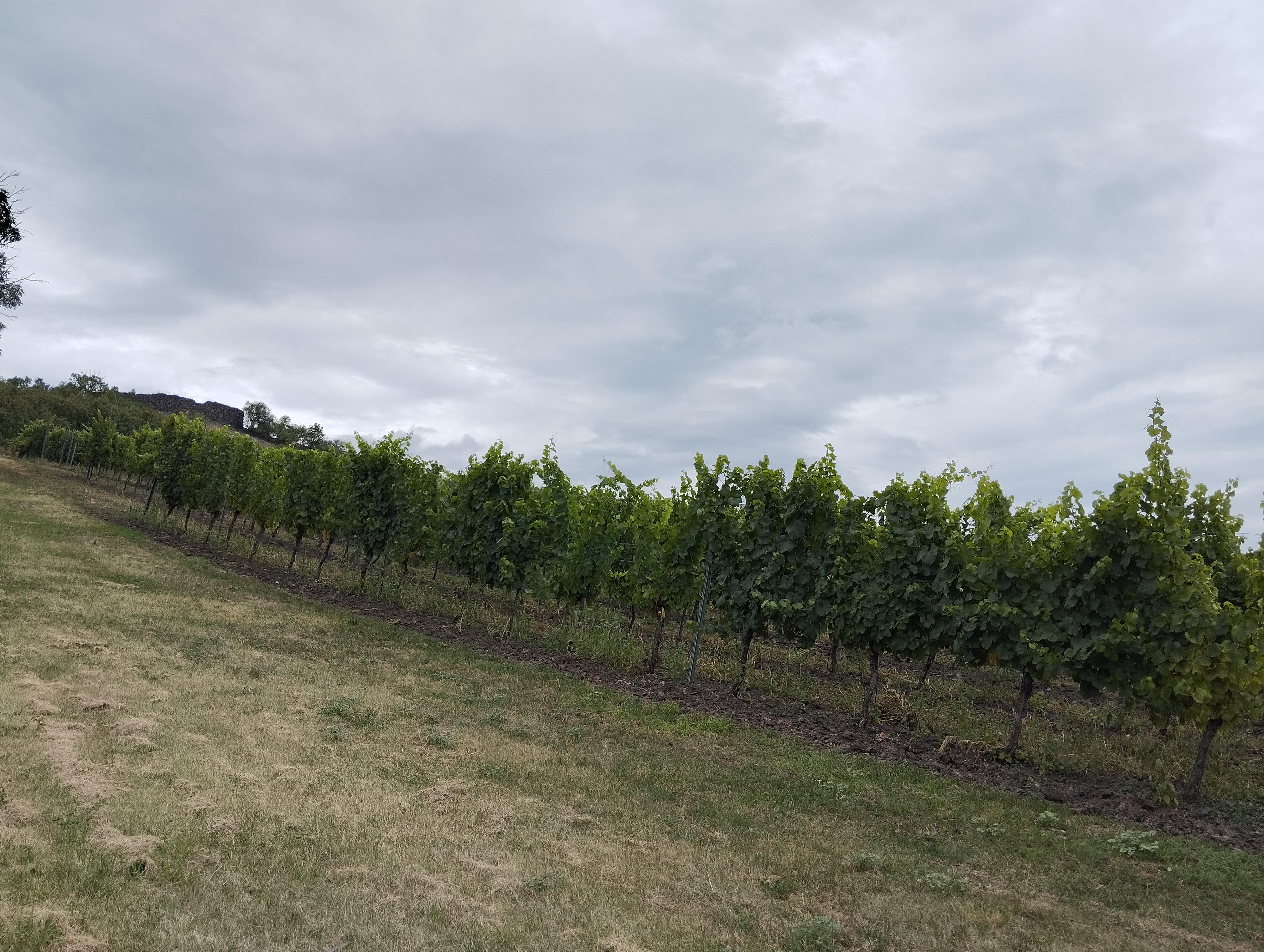 Stánek s občerstvením - Zámecké vinařství JOHANN W foto 5