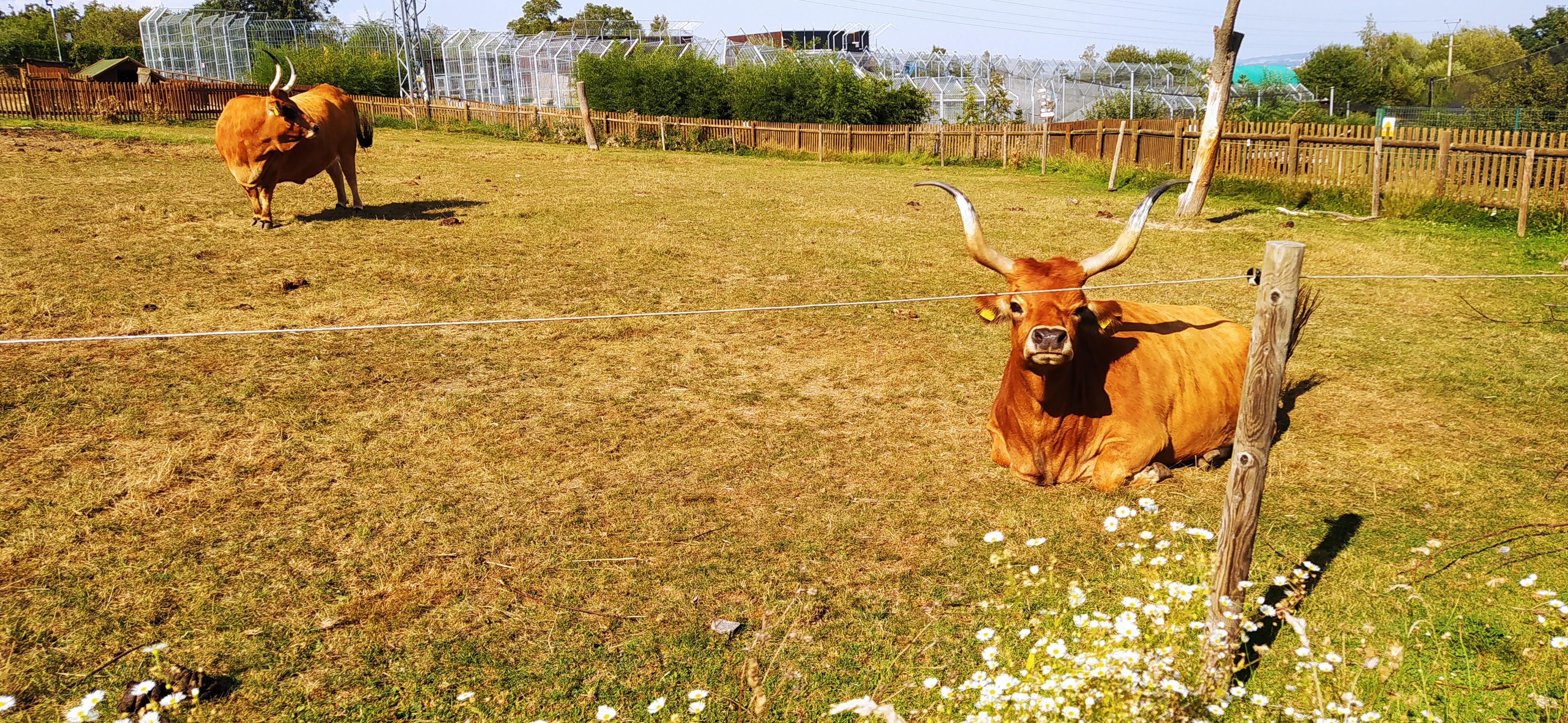 Zoologická zahrada Tábor - Suvenýry foto 2