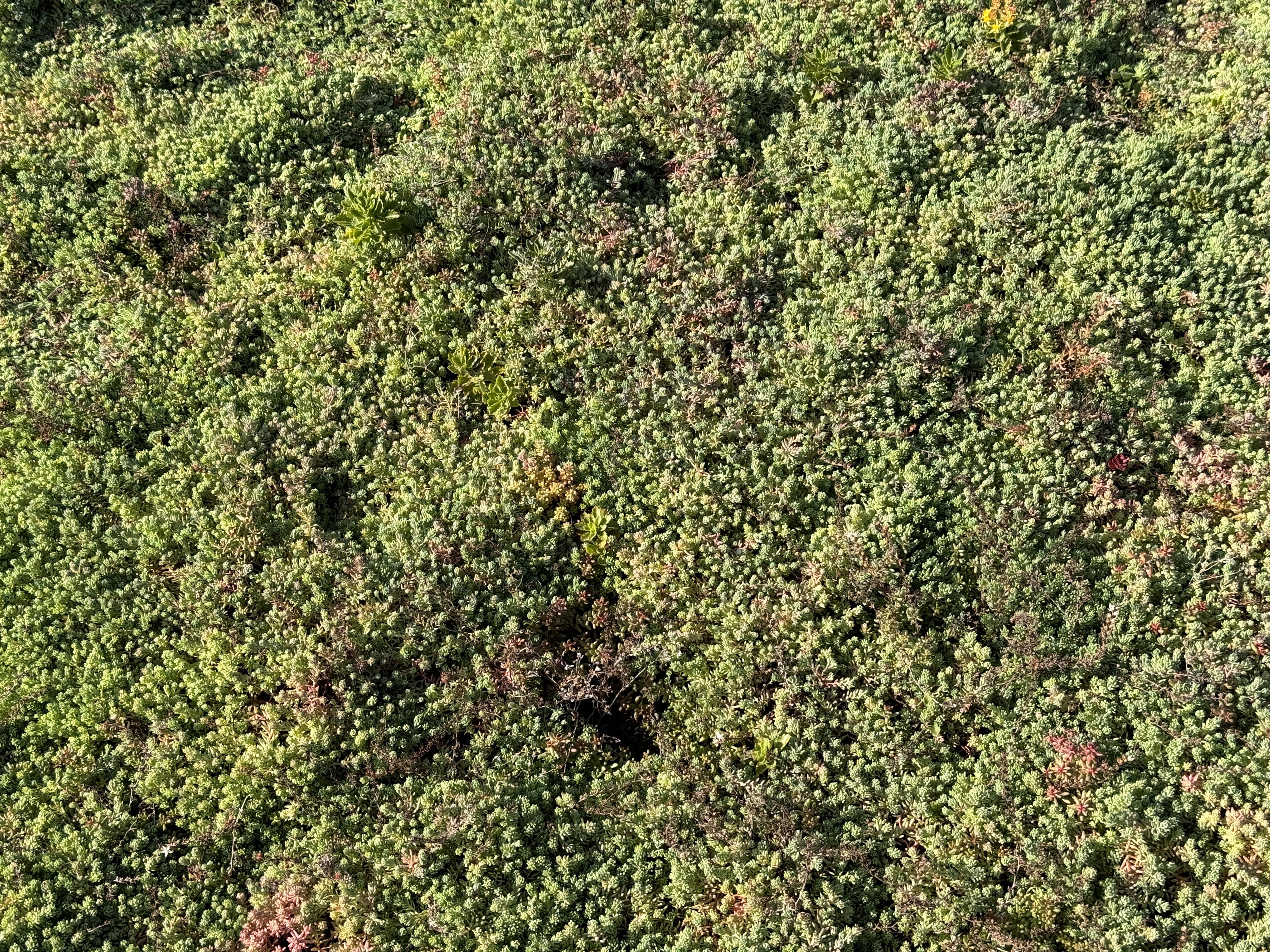 G-ROOF realizace zelených střech foto 4