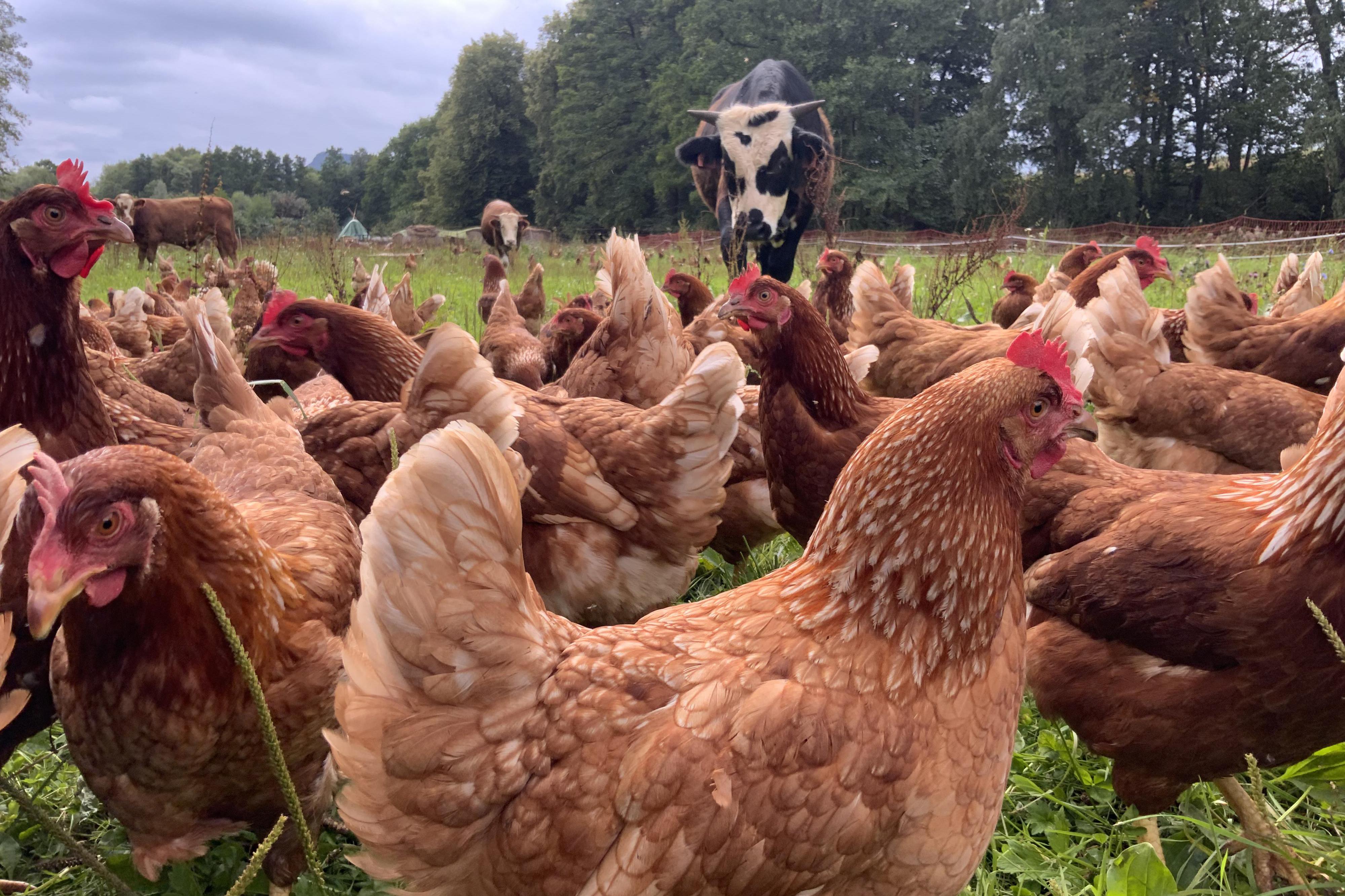 Prodej farmářských vajec od slepiček