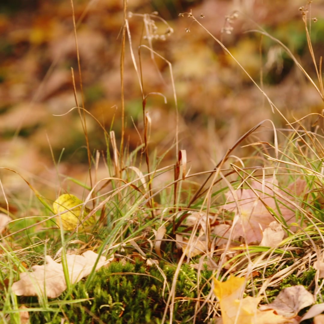 Průhonický park a zámek - Botanický ústav AV ČR foto 2 (náhled videa)