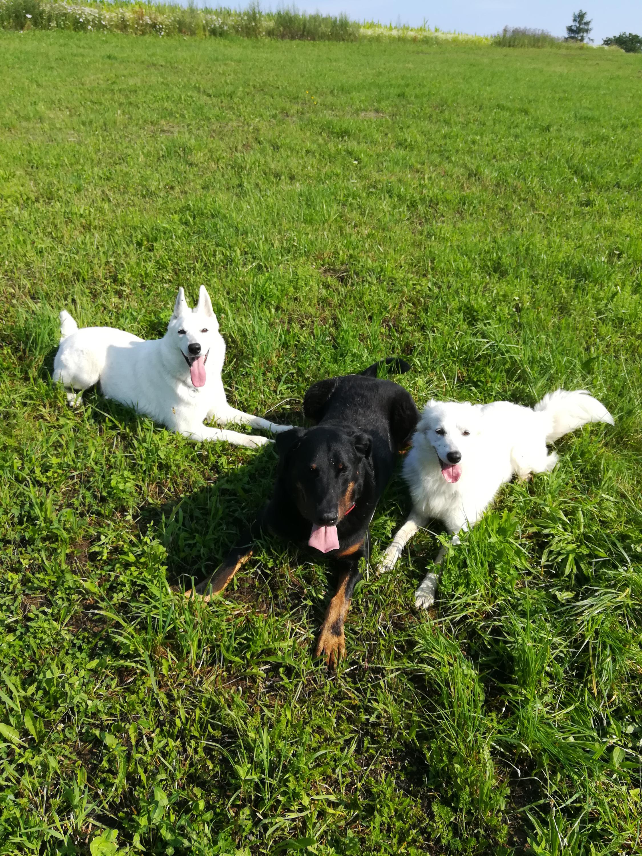 Darkshine-ubytování domácích mazlíčků foto 2