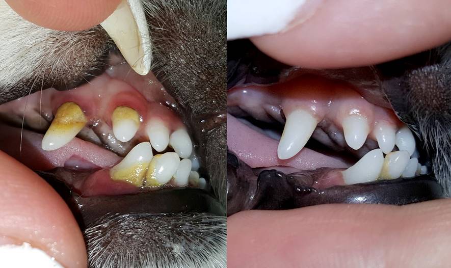 Masáže psů - Markéta Thielová foto 4