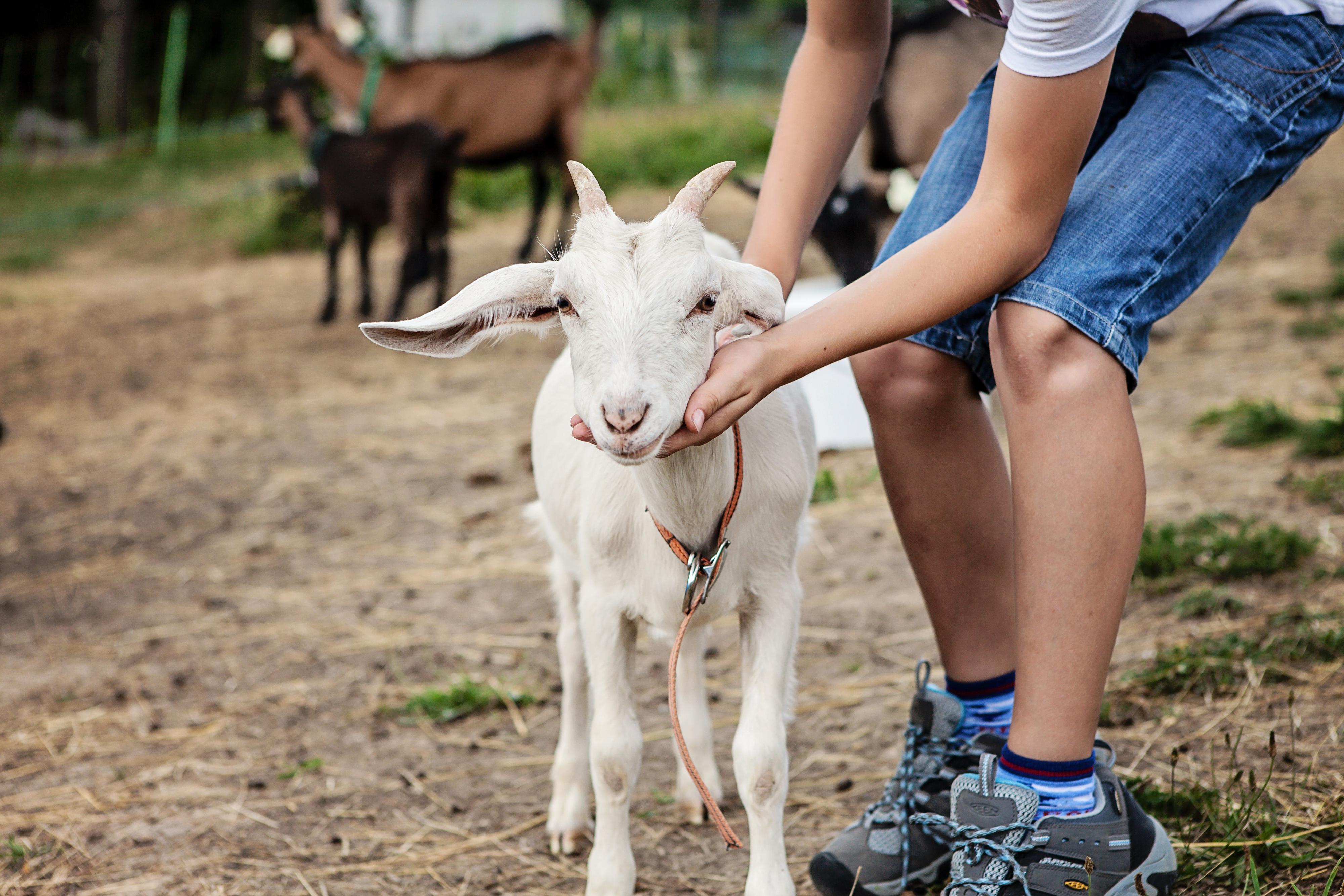 Kozí farma Vizovice foto 2