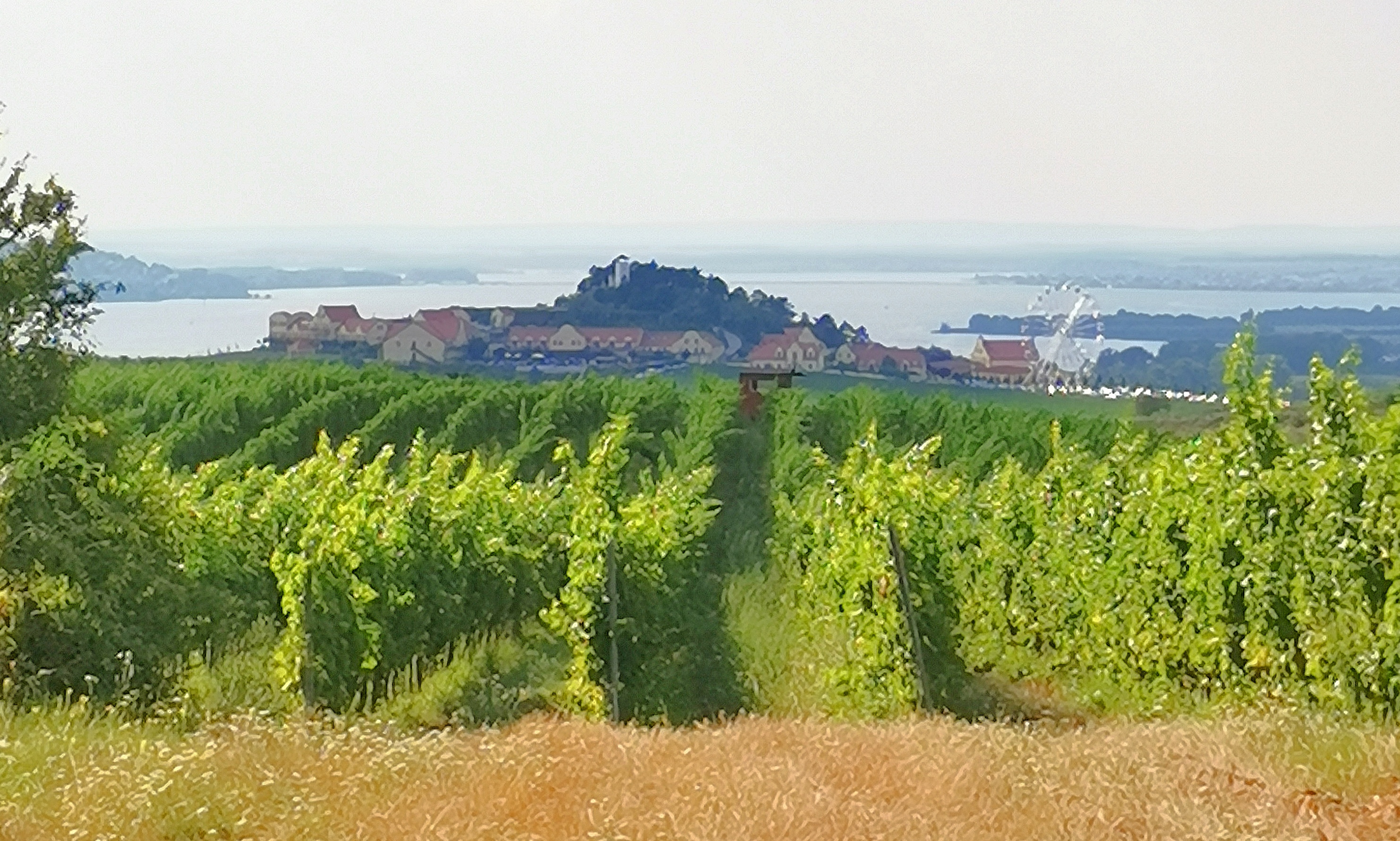 Vinný sklep Vinařství U Kapličky foto 5