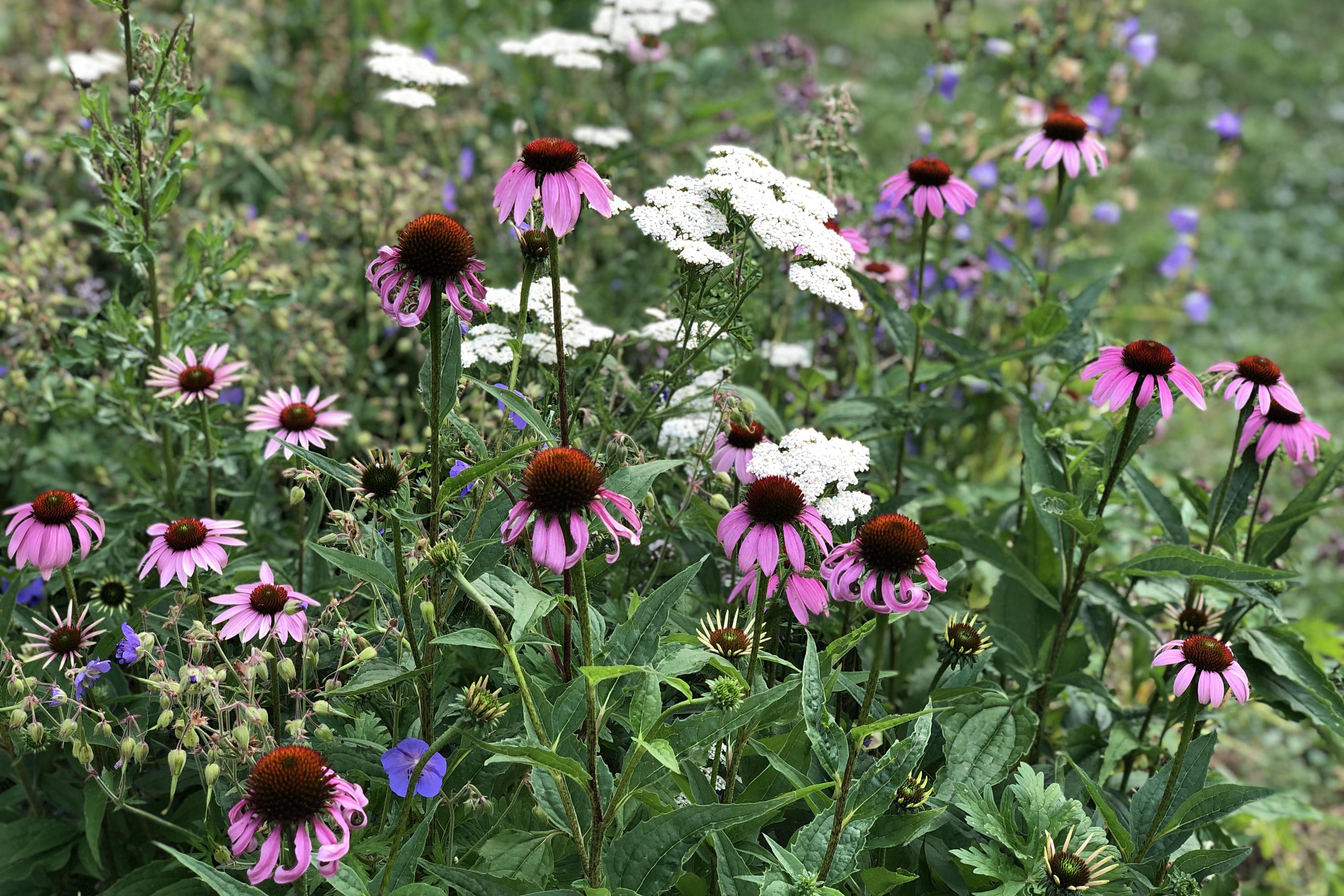 SAIKA dílna zahradní architektury