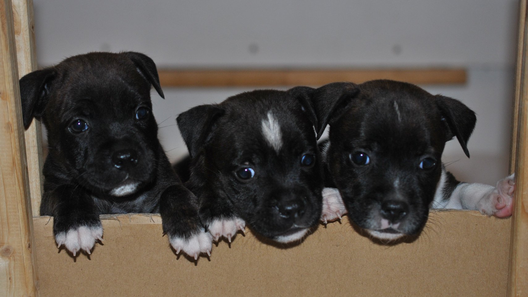 Filip Bačík - Psí pomoc