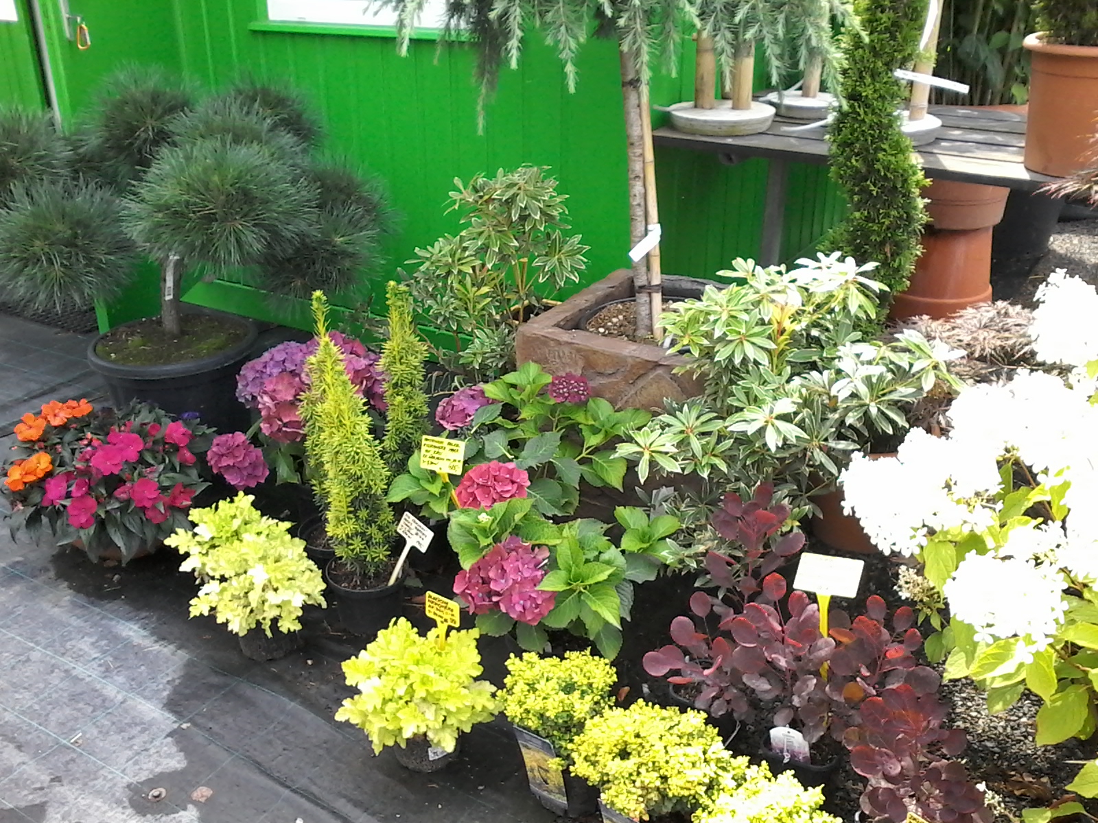 Zahradnictví u rozchodníka, spol. s r.o. foto 6