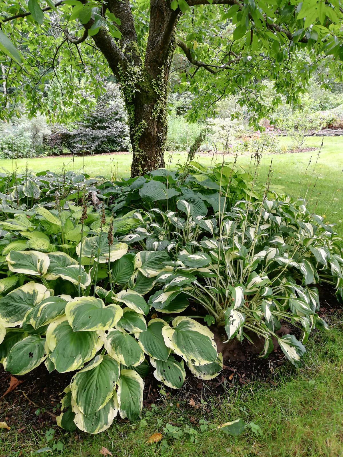 Ing. Martin Šindelář - Architektura zahrad foto 2