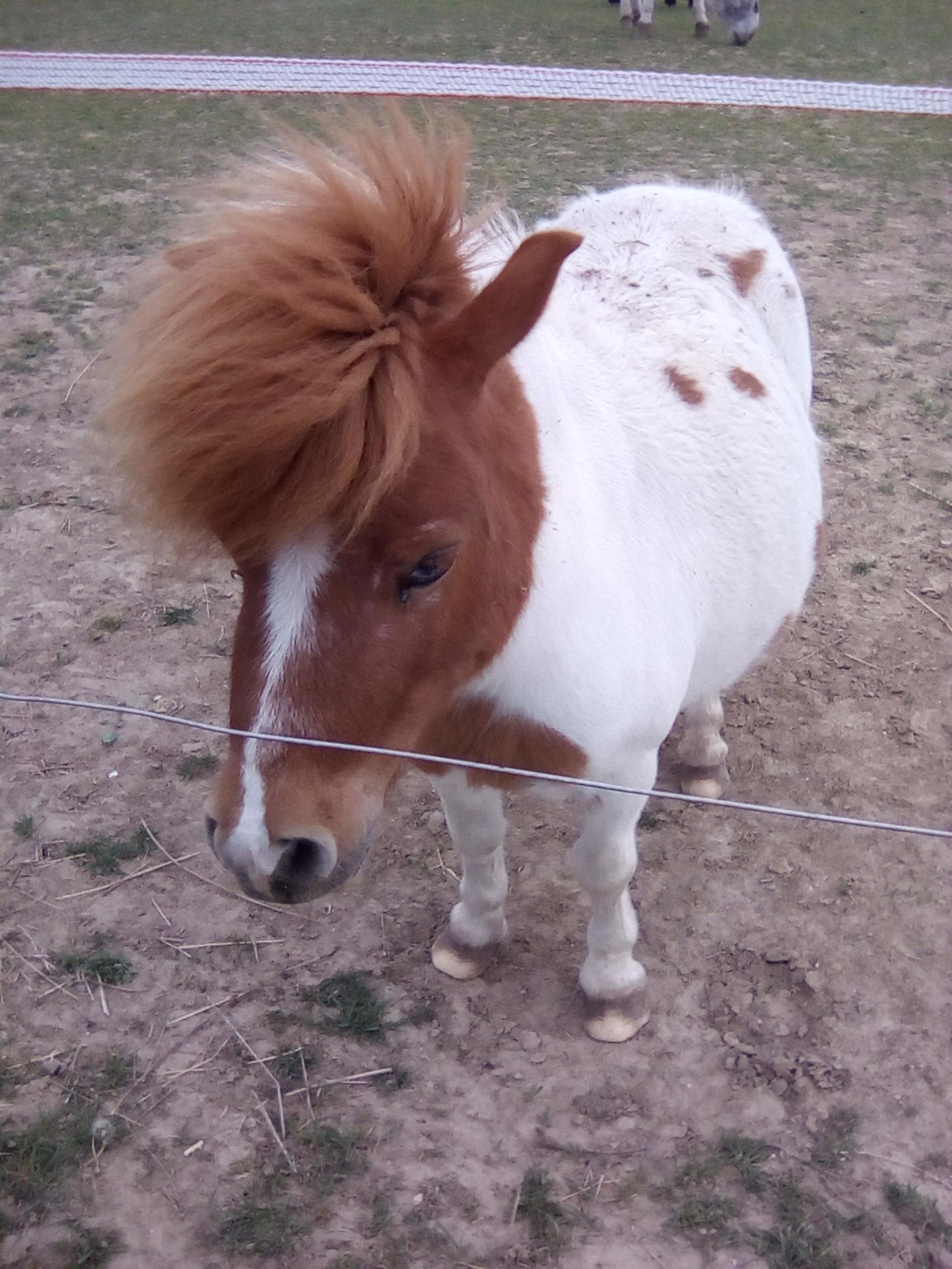 STÁJ TROJAN, spol. s r.o. foto 5