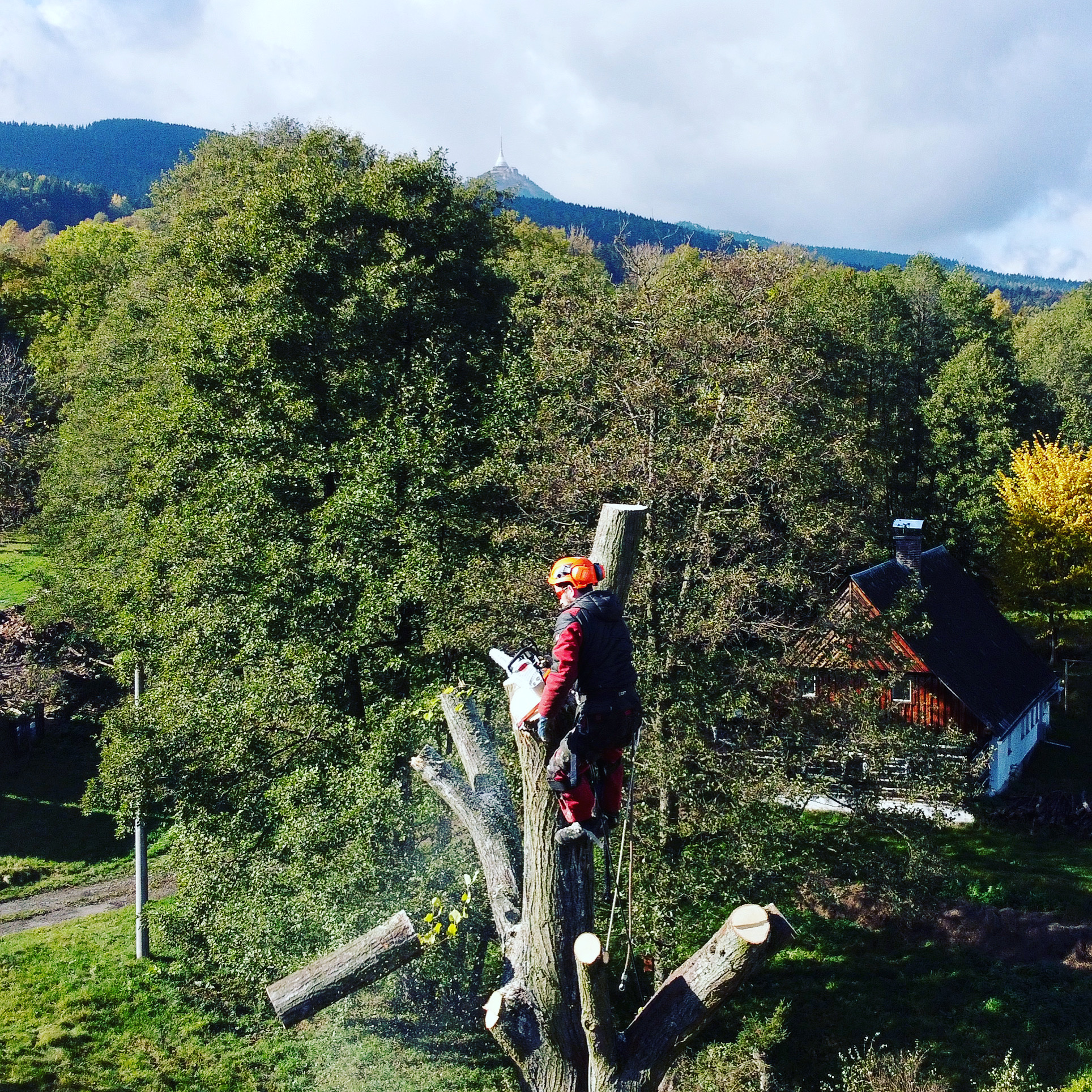 Kácení stromů Ing. Šimon Prokop foto 3