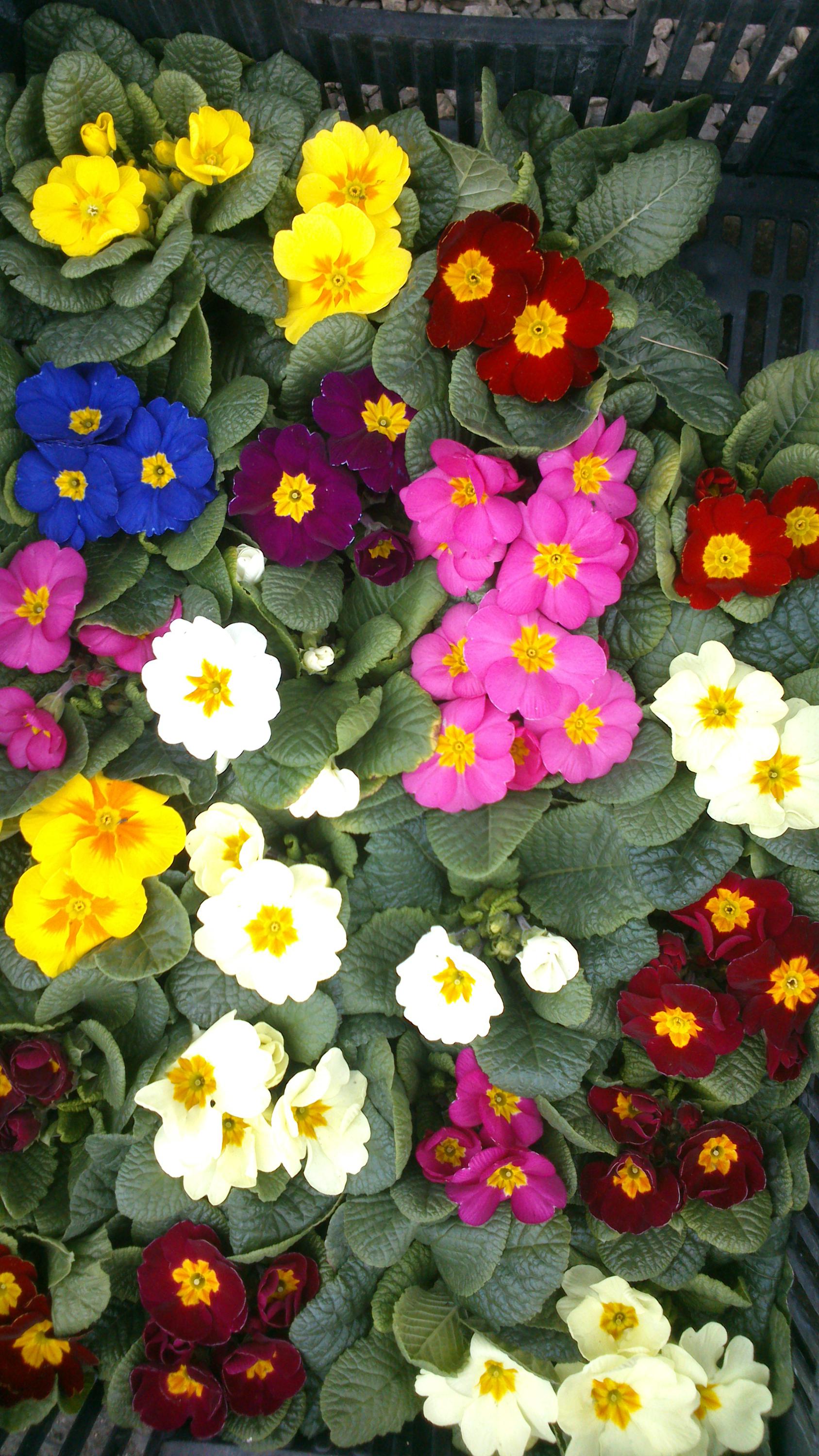 Květinářství Květa Hájková foto 3