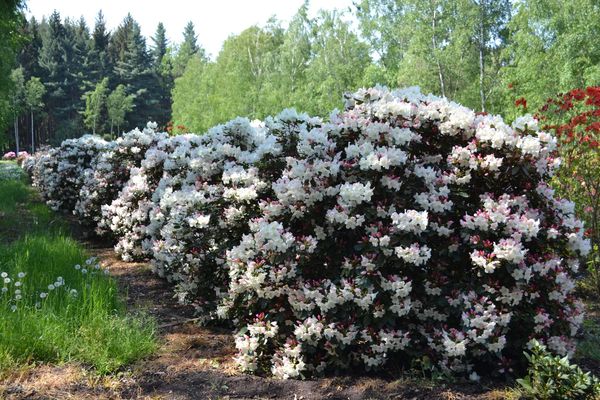 Prodej Rododendronu () Prodej Rododendronu