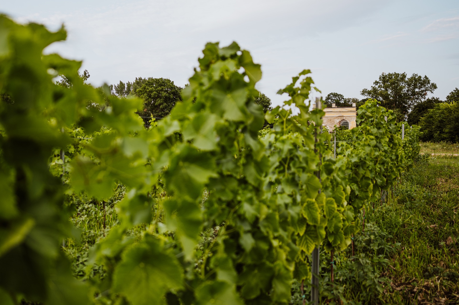 Vinařství Dog in Dock foto 4