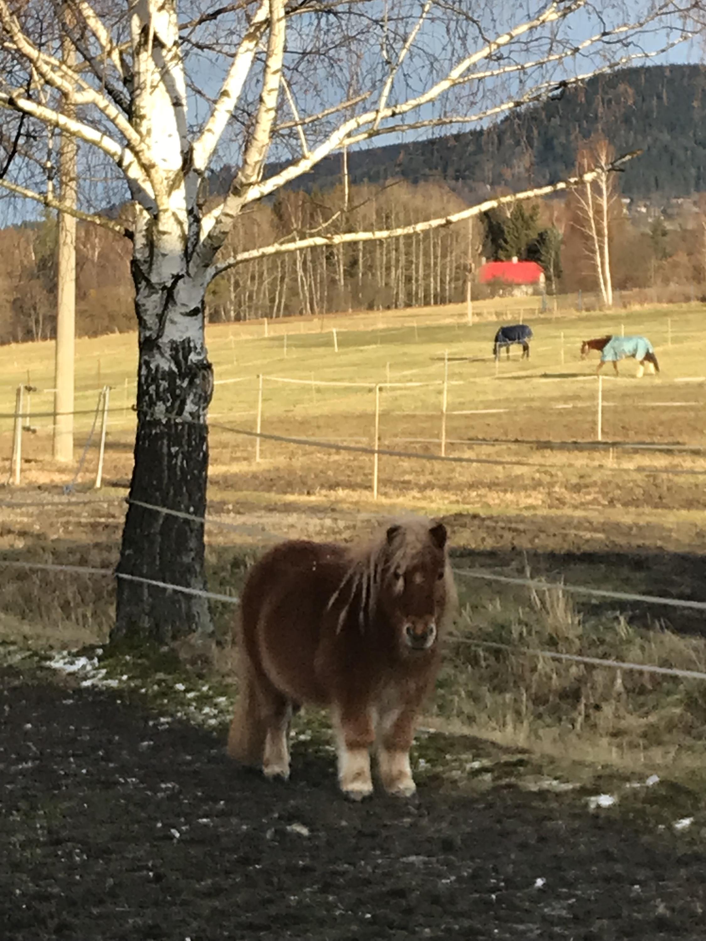 Jízdárna YDYKSEB foto 5