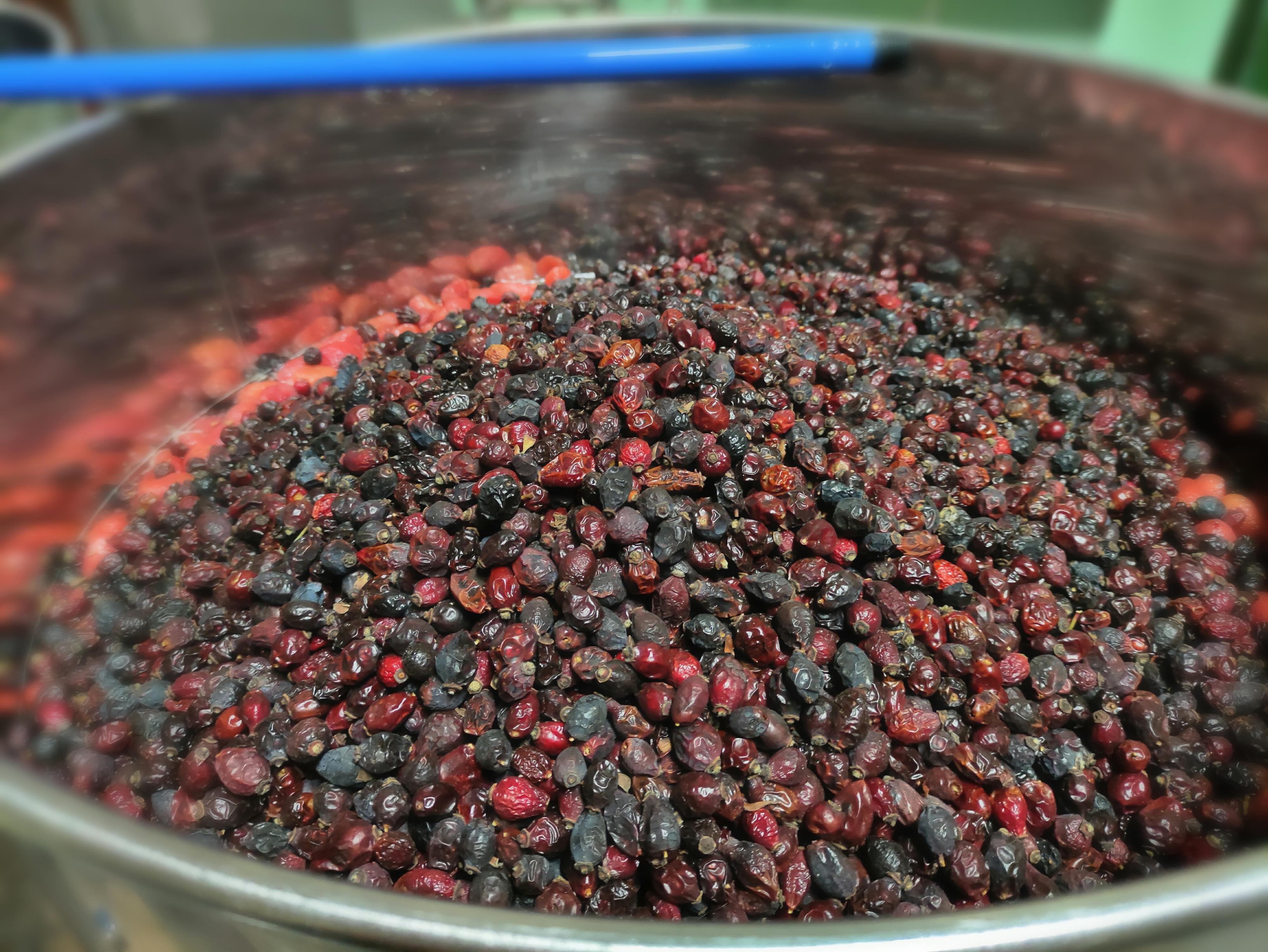 Šípková vína Renata Friedlová foto 6