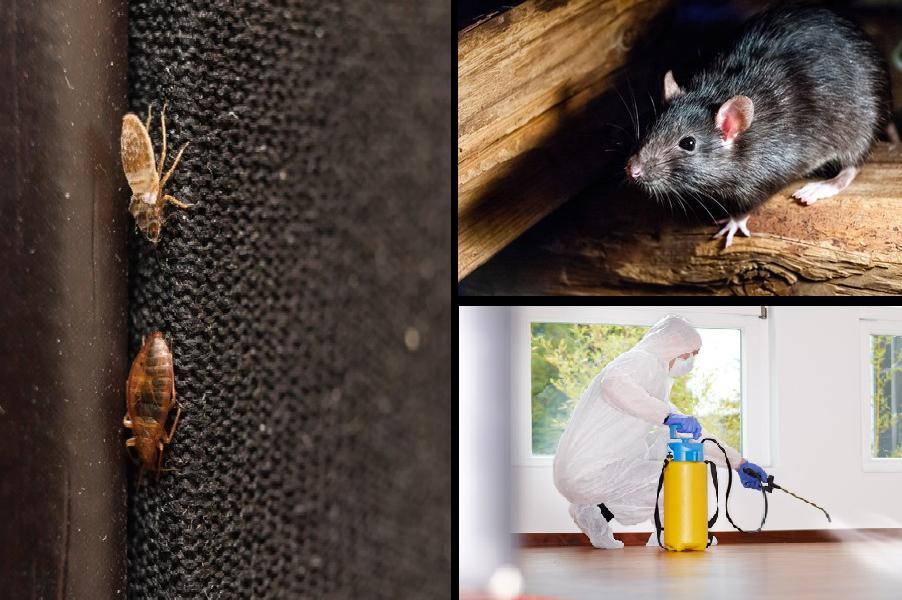 Deratizace hlodavců, dezinsekce hmyzu se zárukou