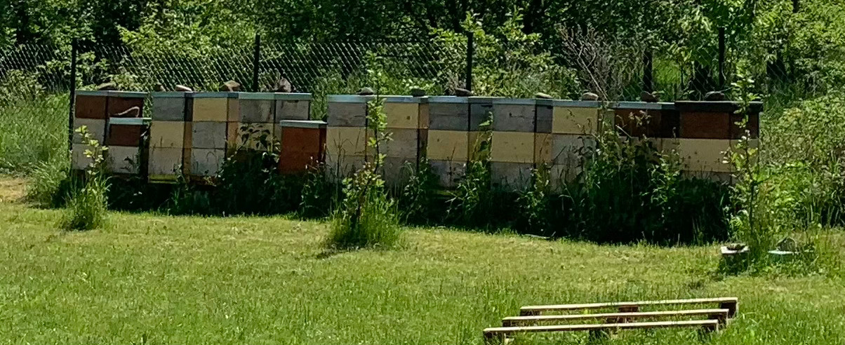 Včely Krtek foto 2