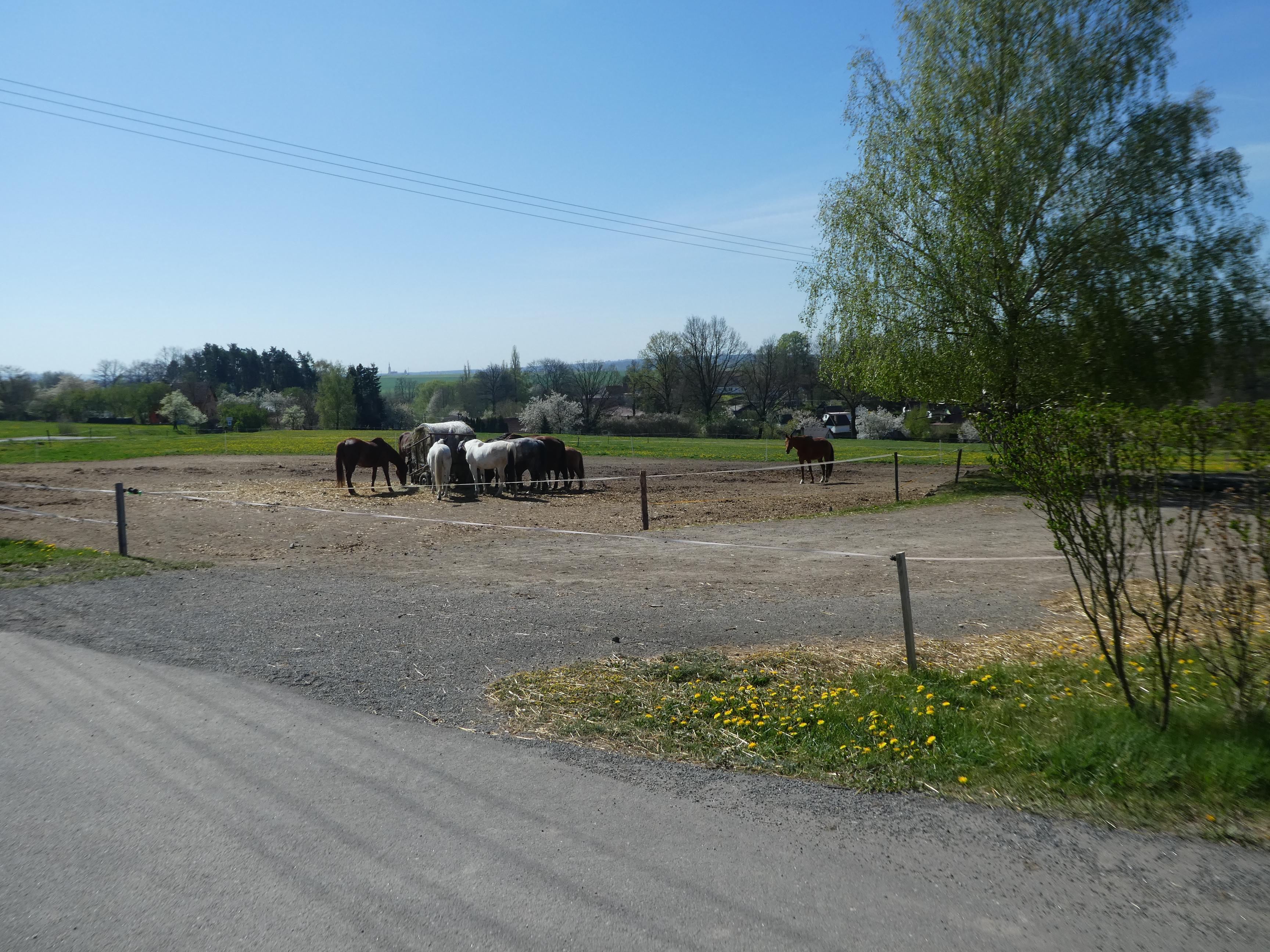 Jezdecký klub Radimovice u Tábora