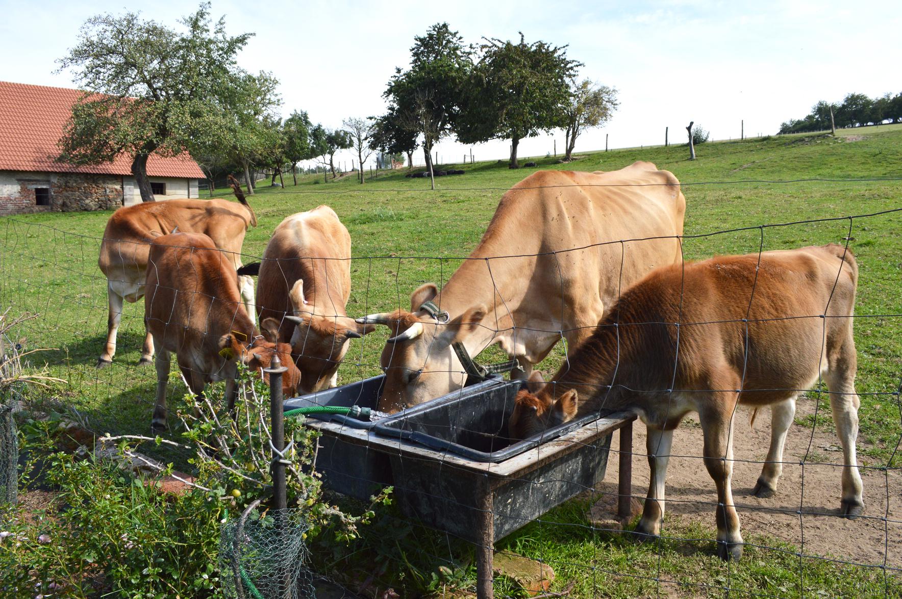 Chaloupky - Mléčná farma foto 1