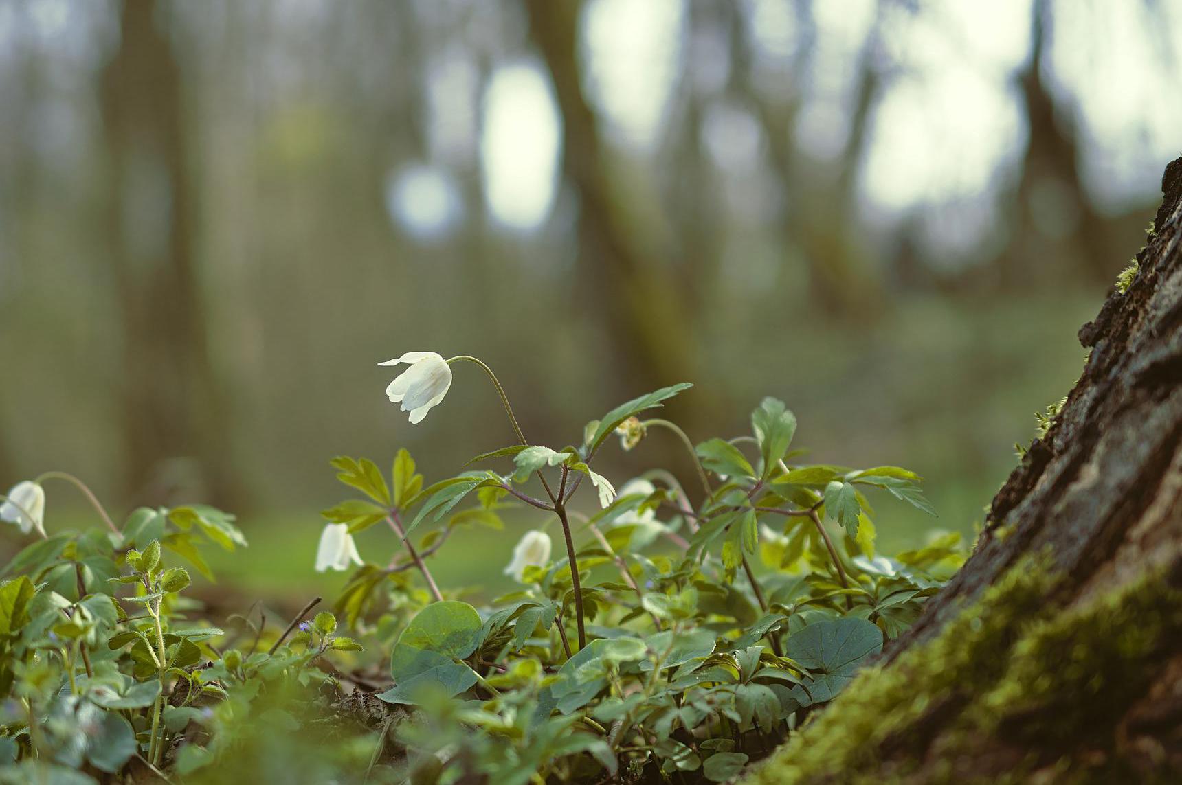 Klidný a bezstarostný pobyt na jaře na horách