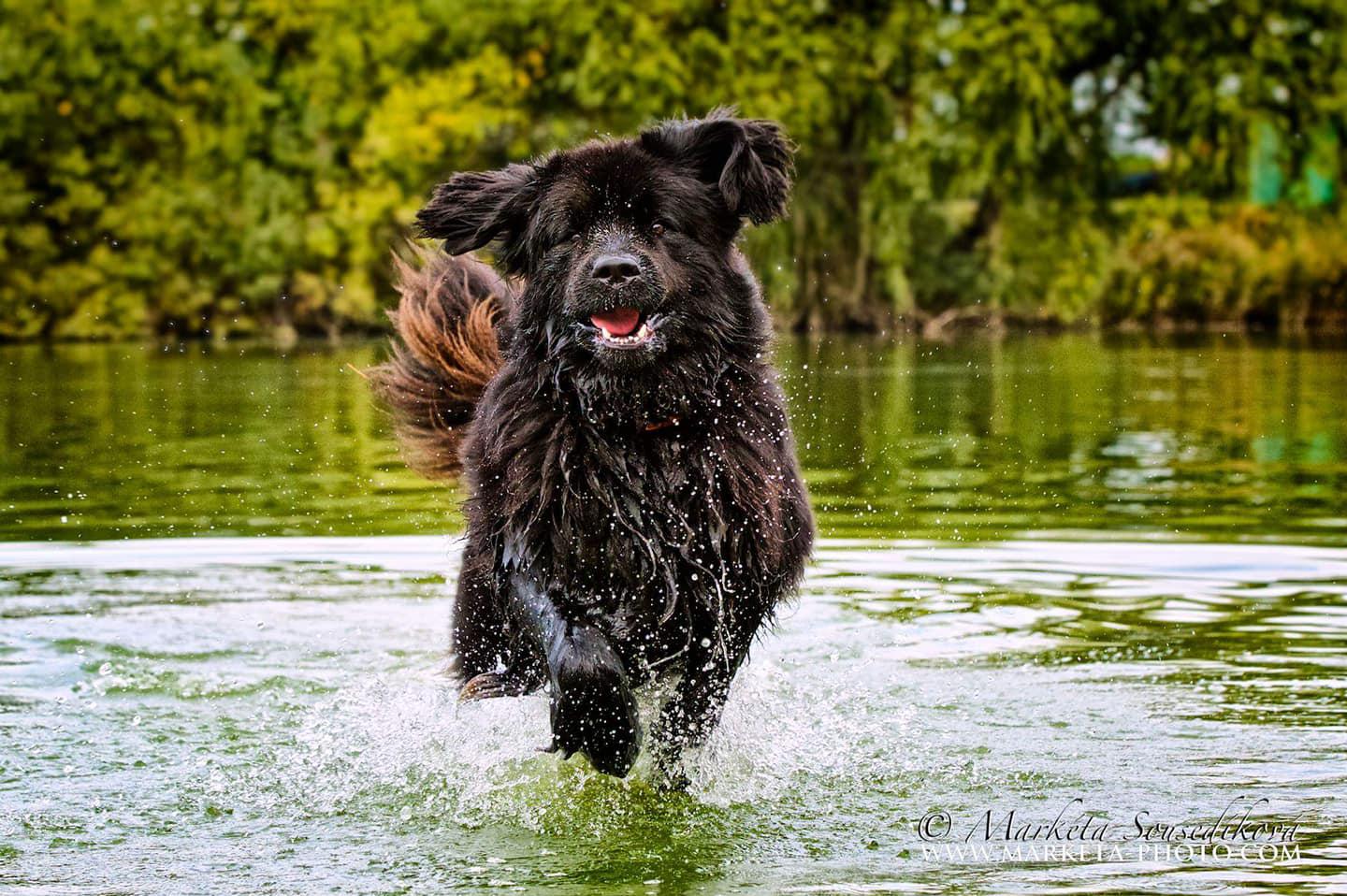 Psycholog psů - Pavel Bradáč