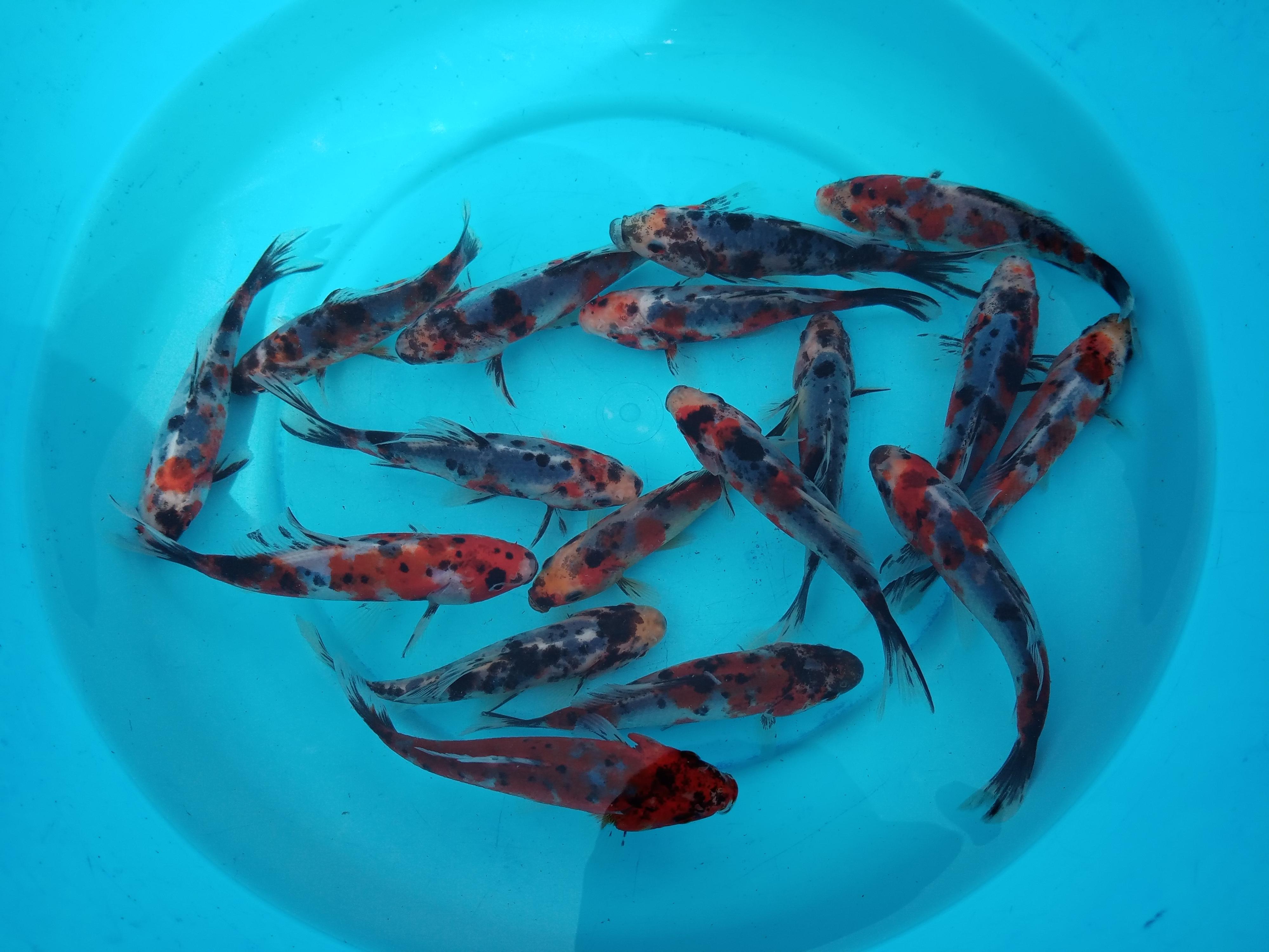 Chov ryb Jan Havelka foto 4