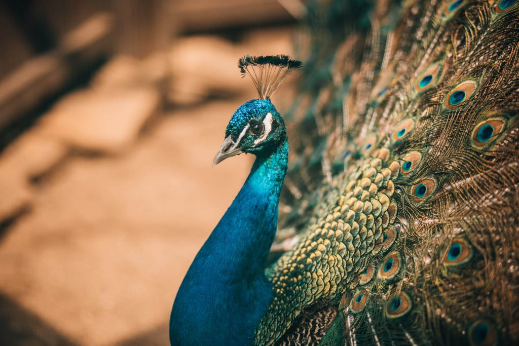 ZOOPARK STĚŽERY foto 4