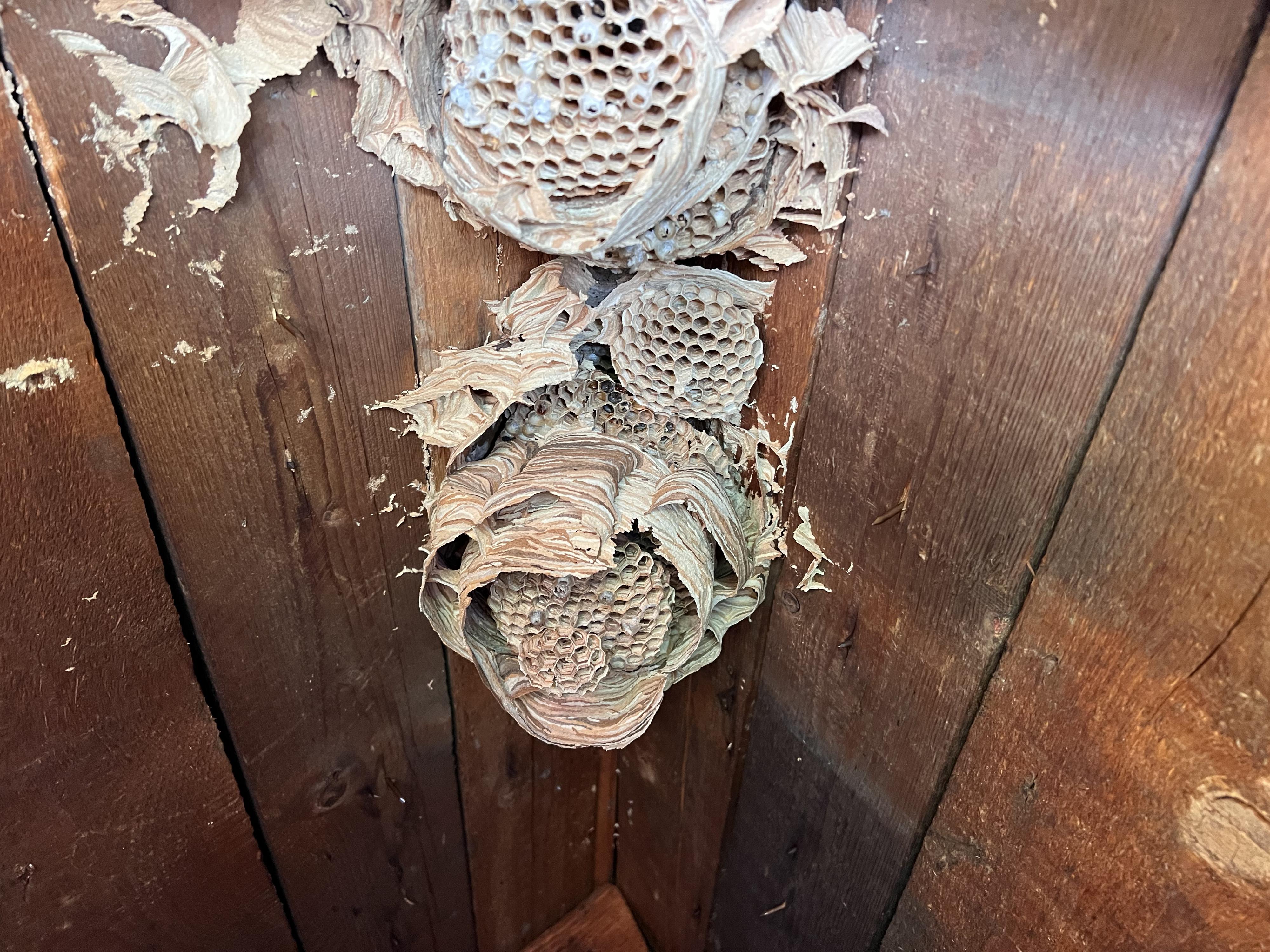 Deratizace, Dezinsekce, Dezinfekce Hubim.cz foto 4