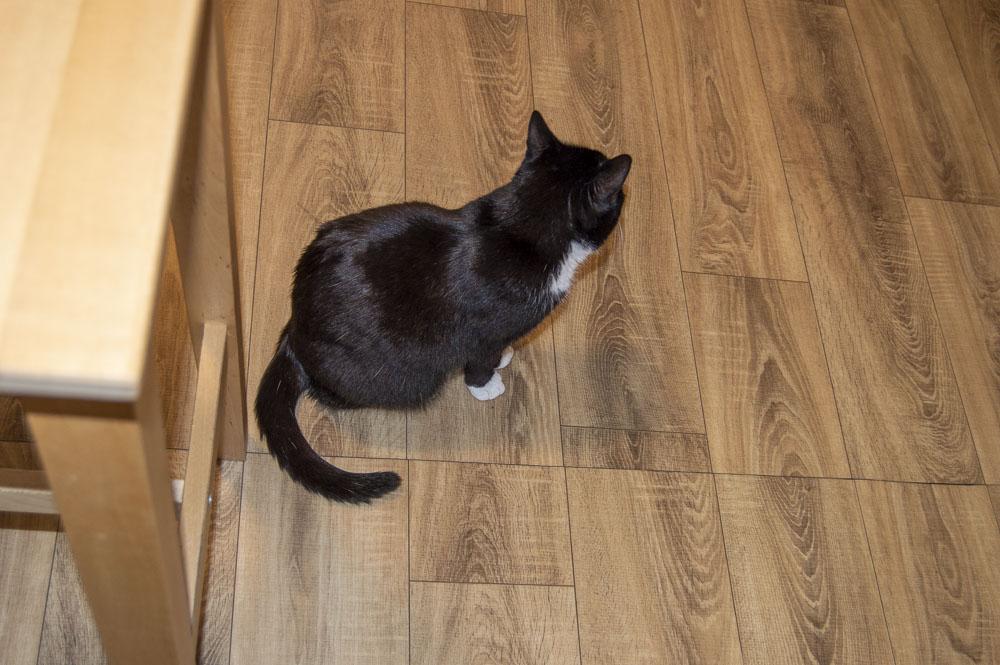Catfé Kočičárna foto 3