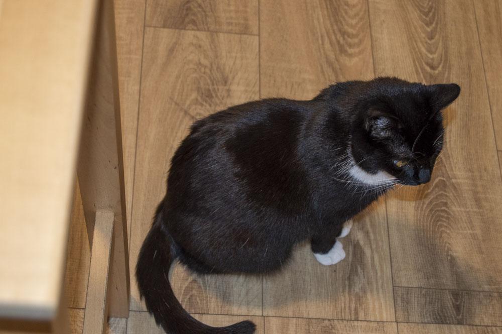 Catfé Kočičárna foto 5