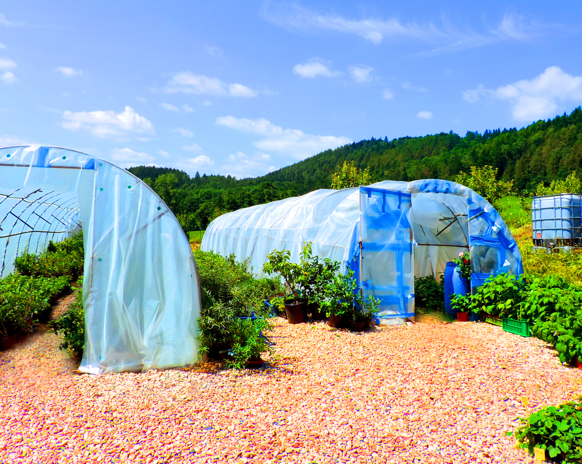 Zahradnictví Na Zázvorce foto 6